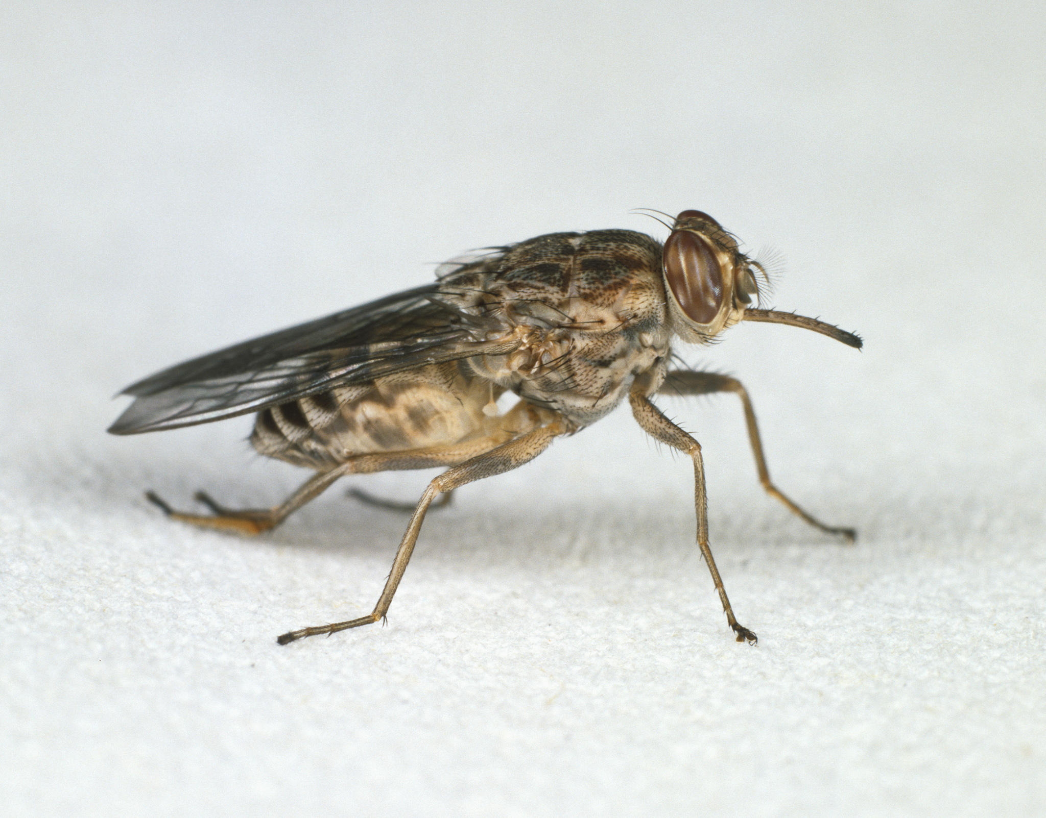Sequencing Tsetse Fly Genome Reveals Surprises That May Save Lives