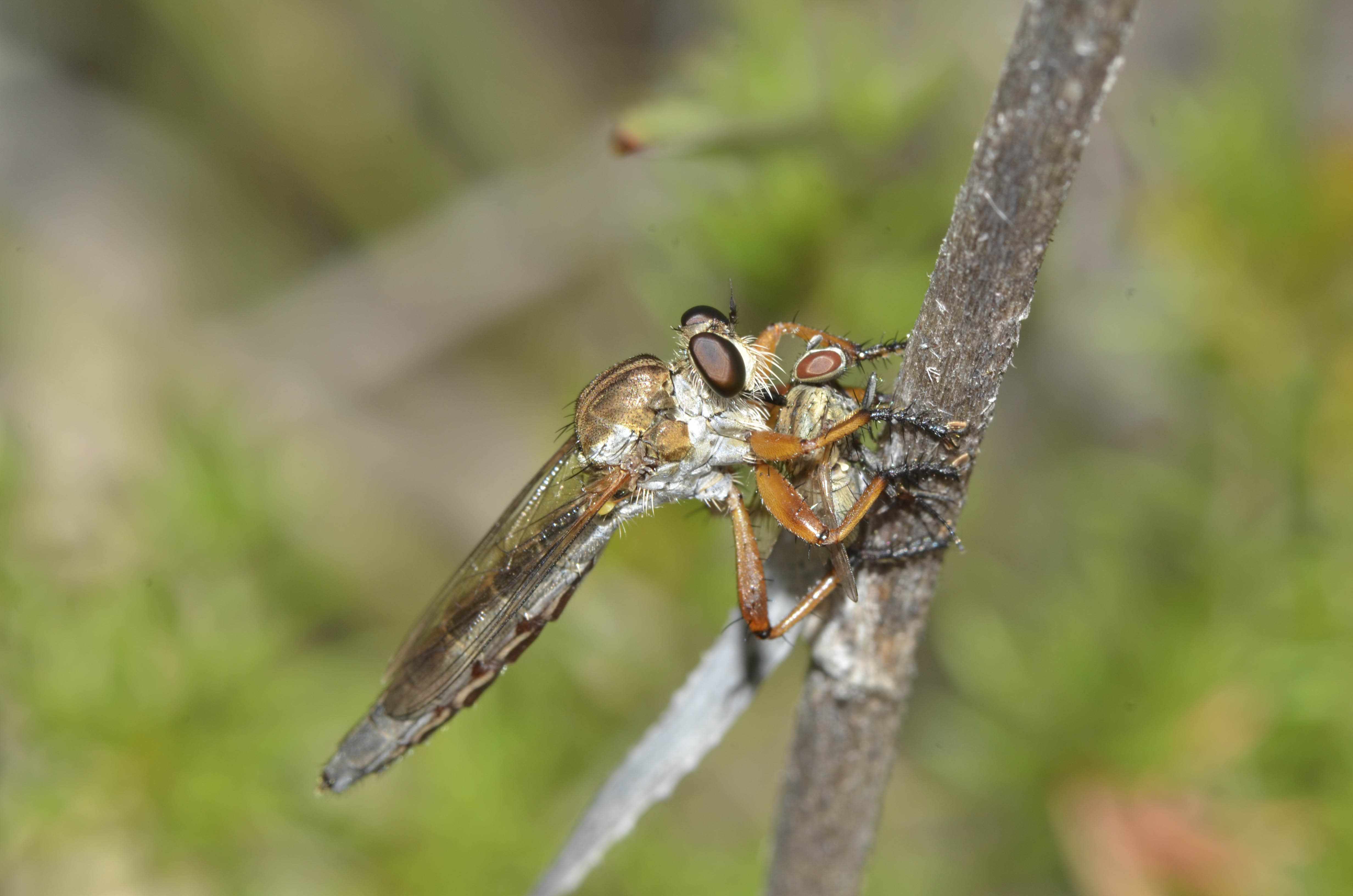 Killer Insect profile: The Assassin Fly | Smithsonian Insider