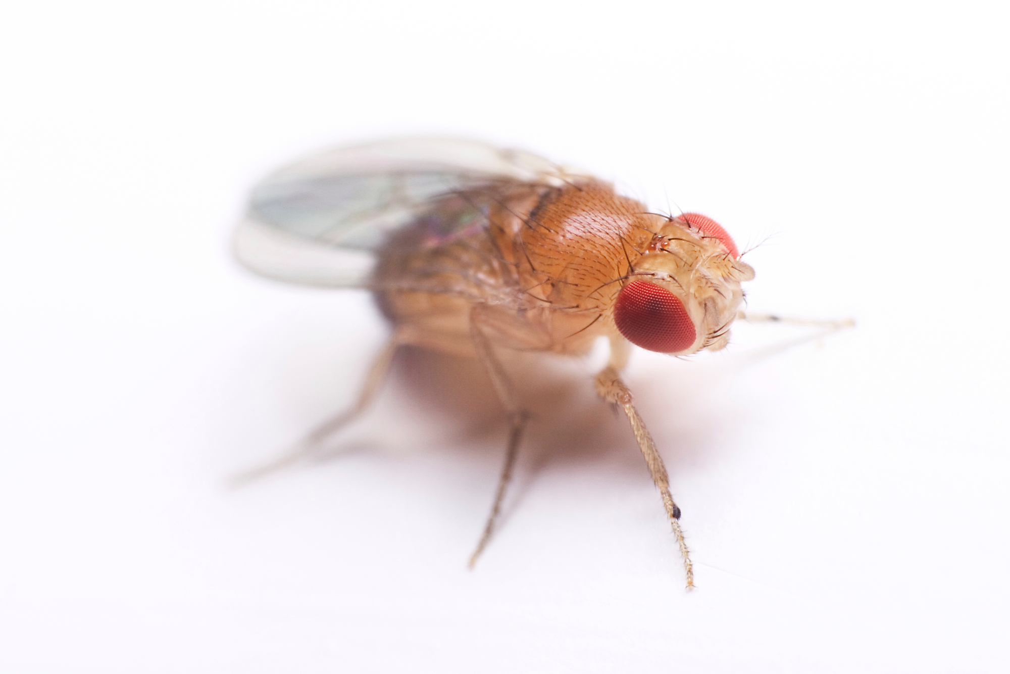 Fruit Fly Facts and Information | TERRO®
