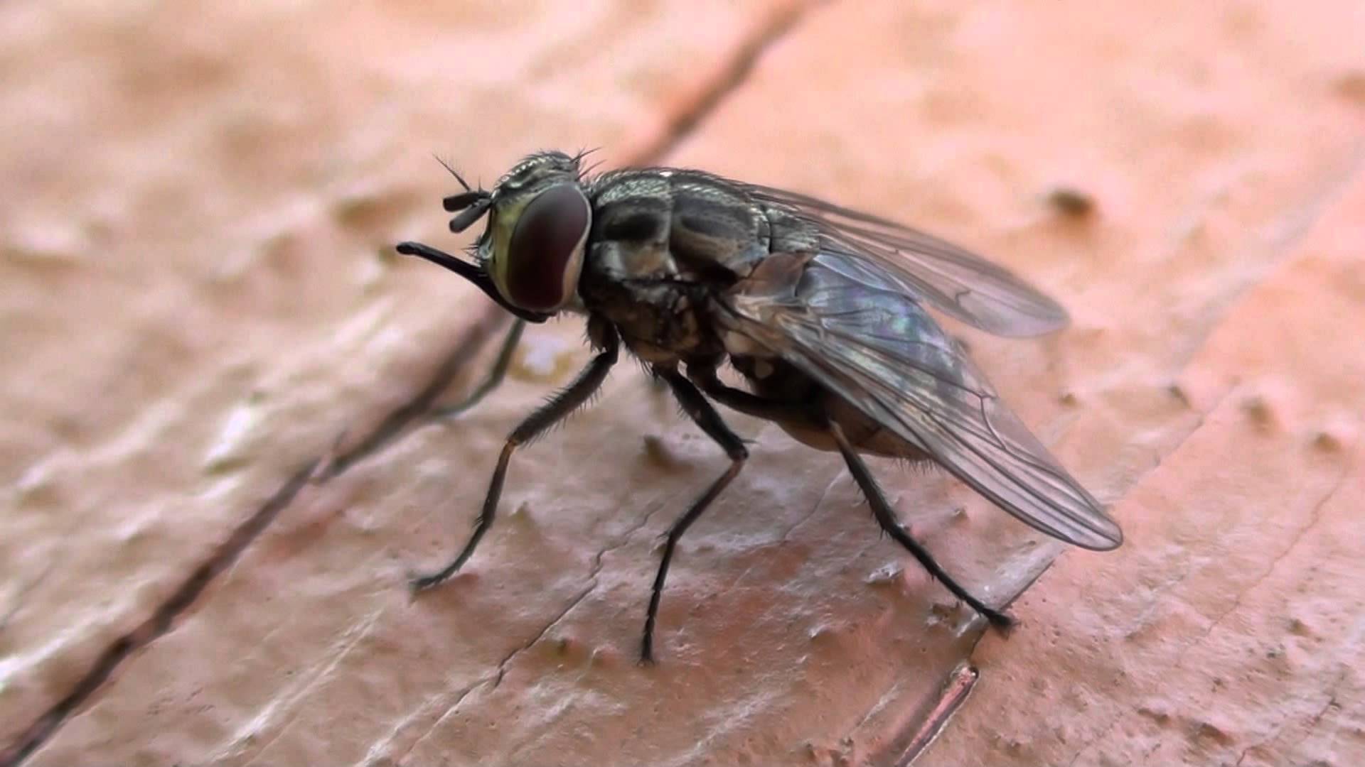 Stable Fly Management » Shire of Gingin