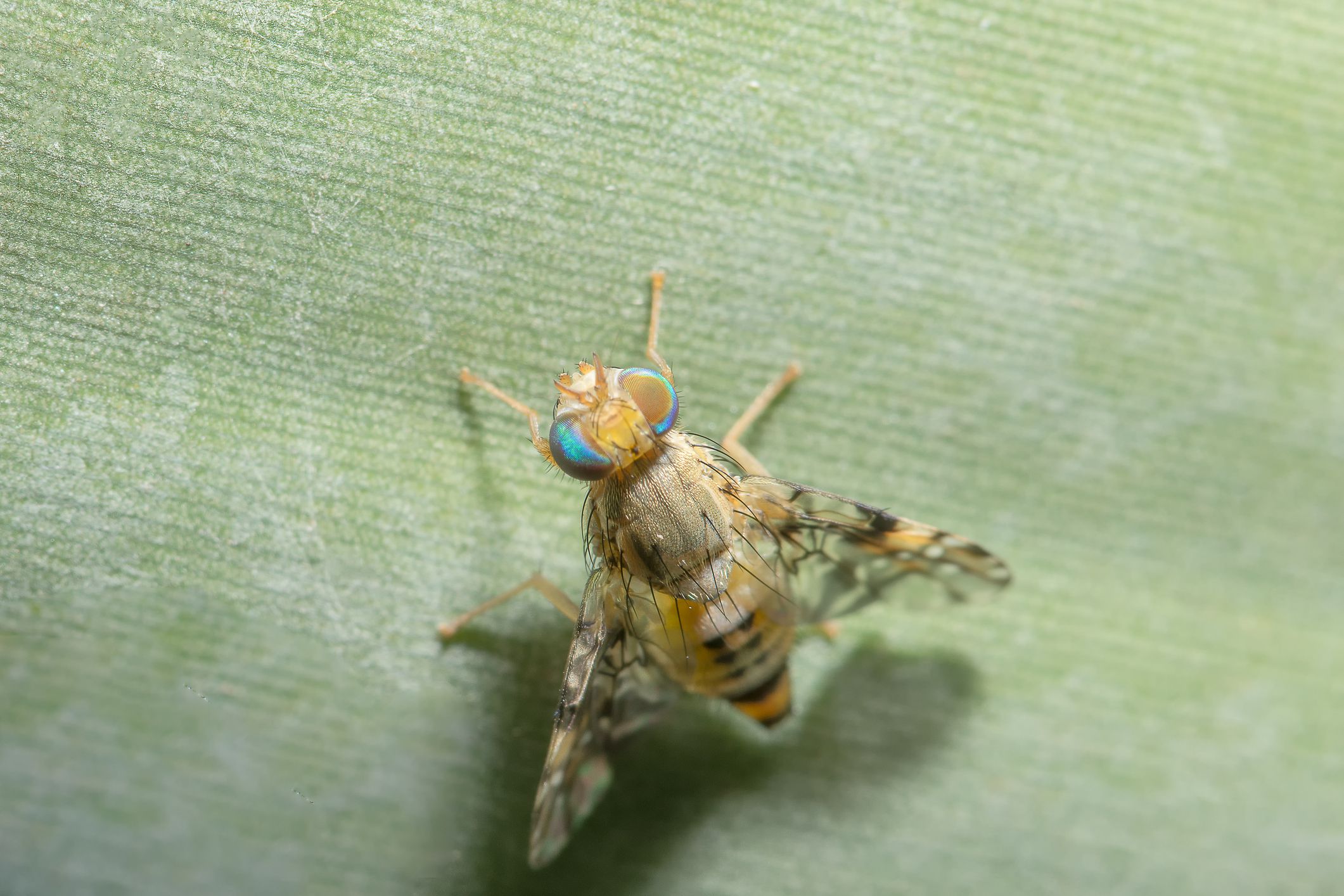 The Problem with Fruit Flies and their Control