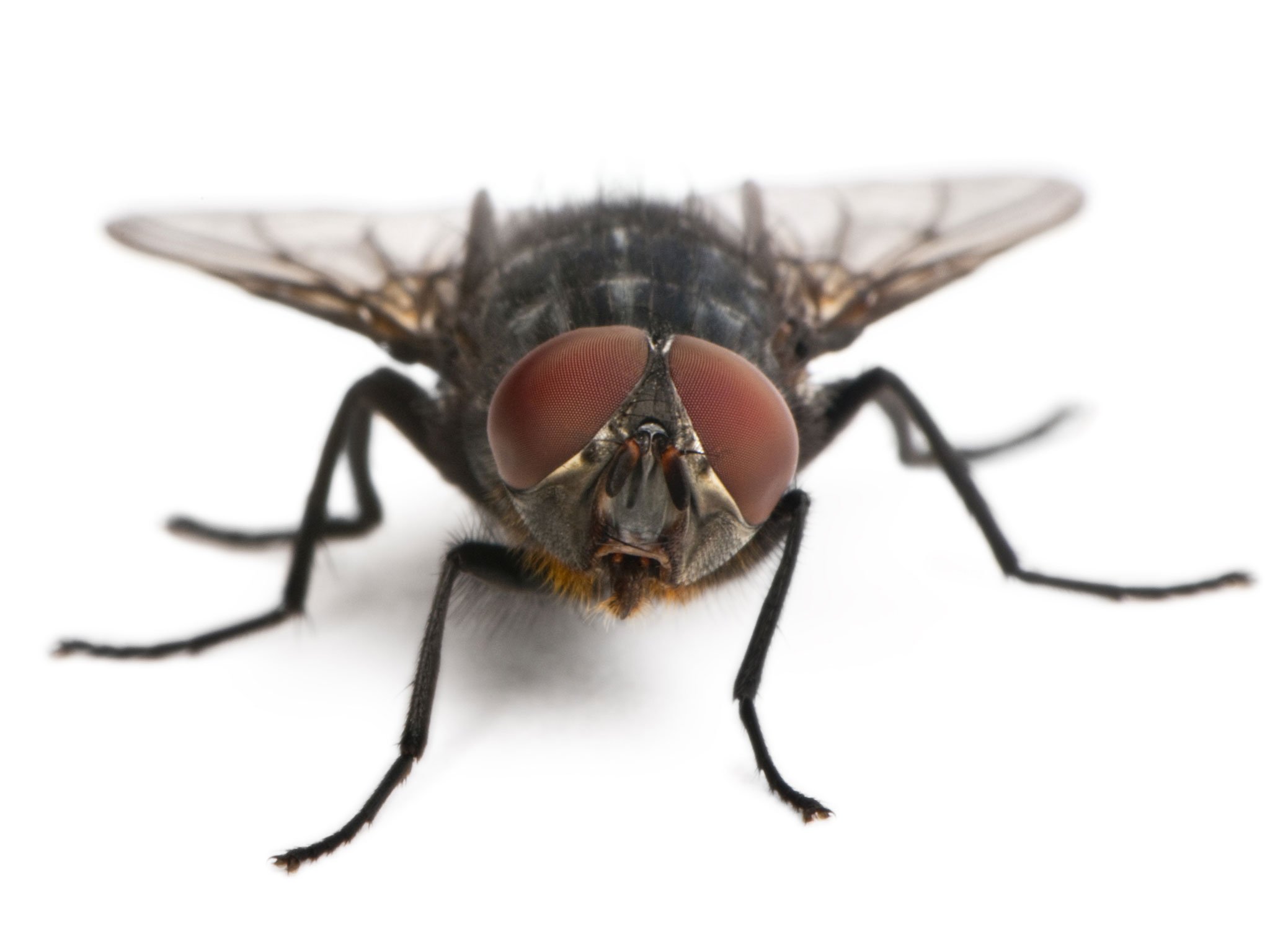Q. Why is it so hard to swat a housefly? A. It sees you coming in ...