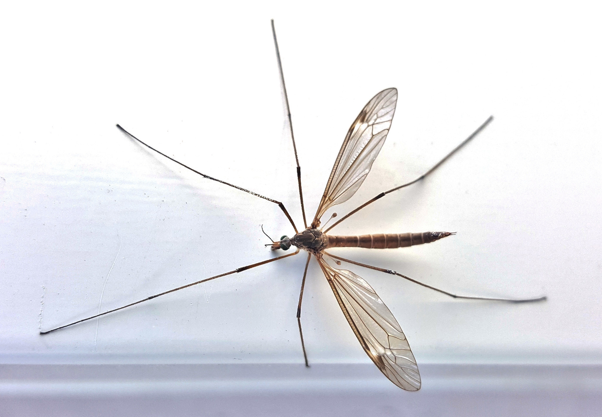 Giant mosquitoes invading the county? No, they're ... - The San ...