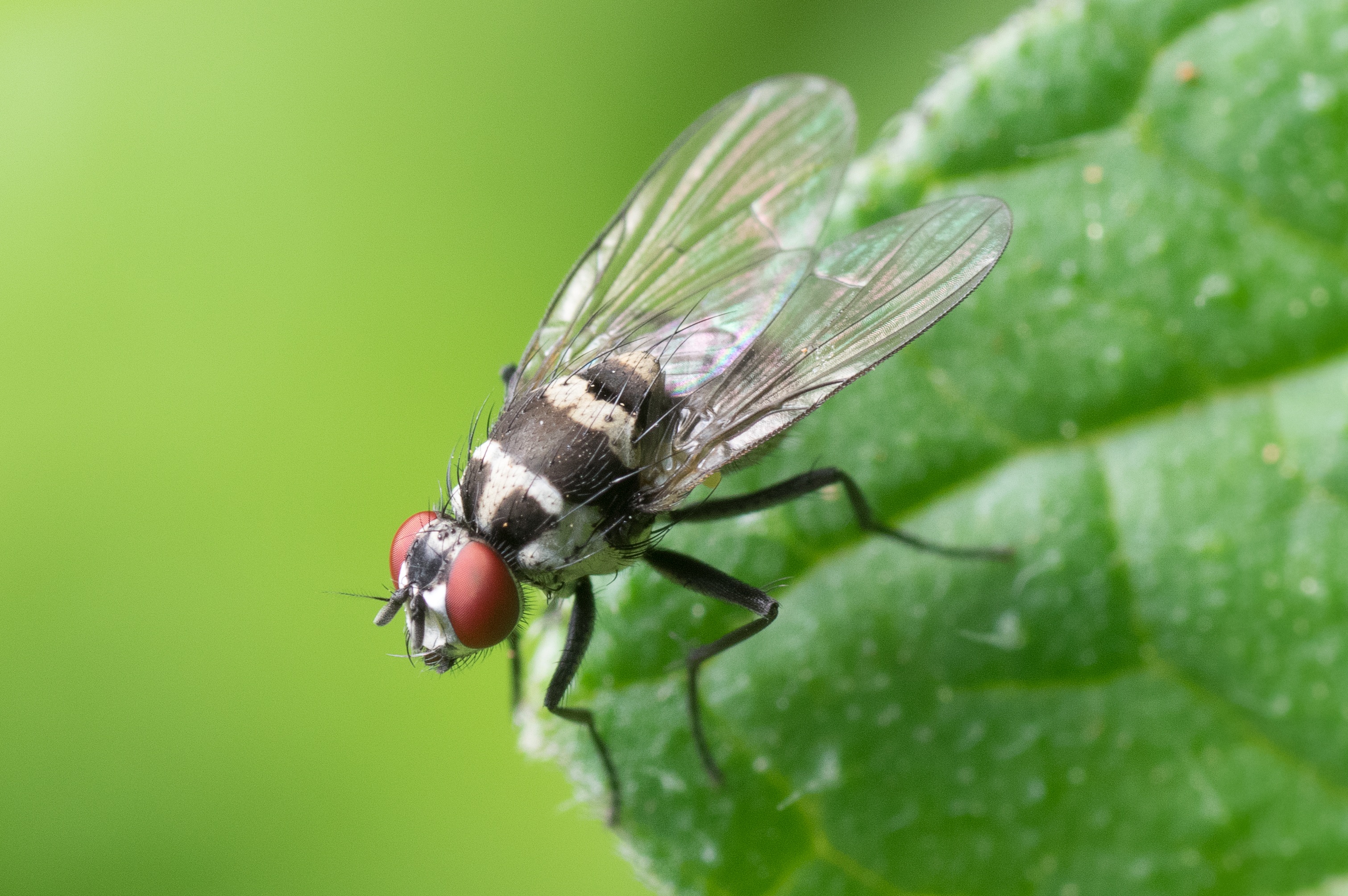 30 Fun And Weird Facts About Flies - Tons Of Facts