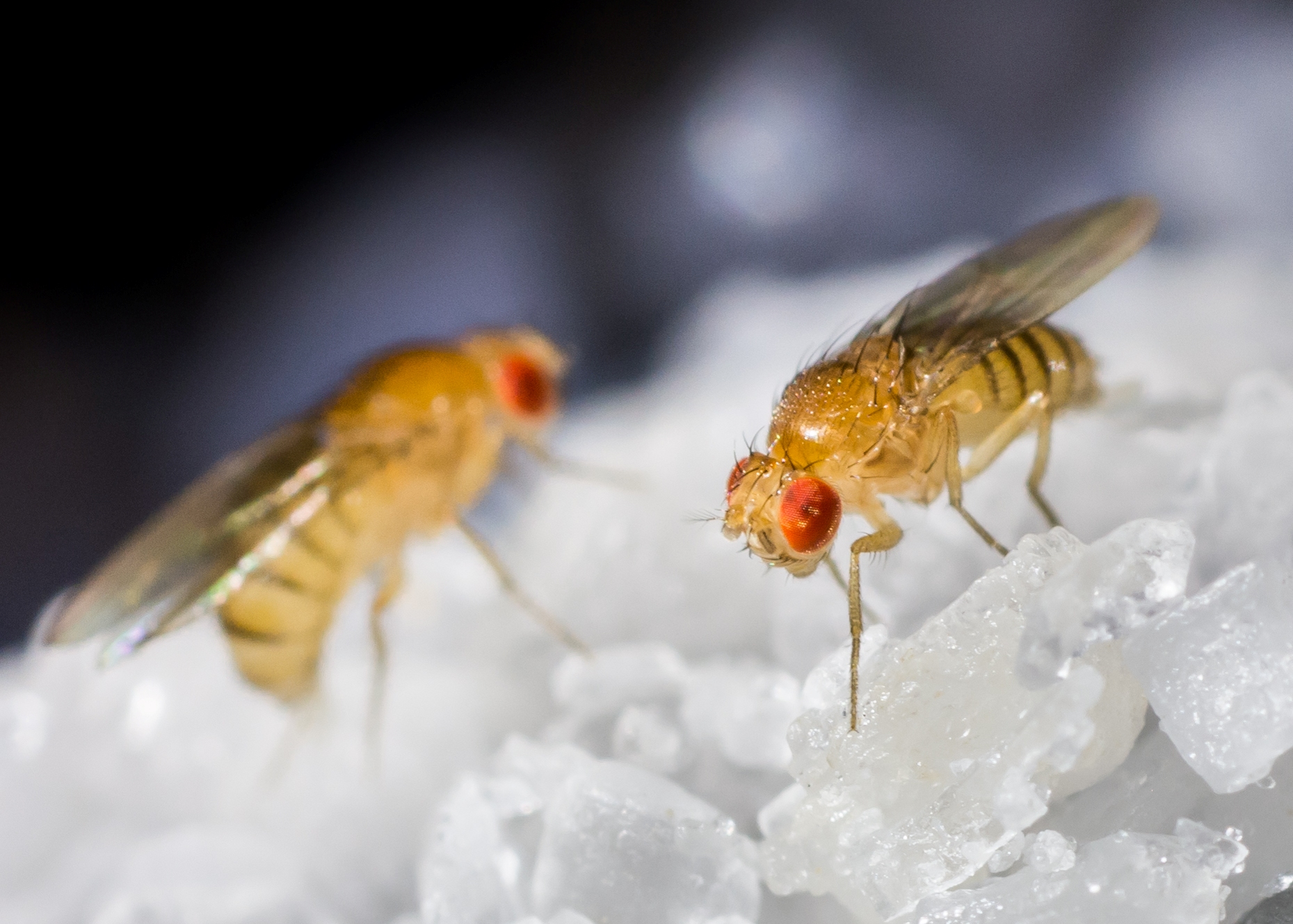 Fruit Flies: How to Get Rid of Fruit Flies & Fruit Fly Infestations ...