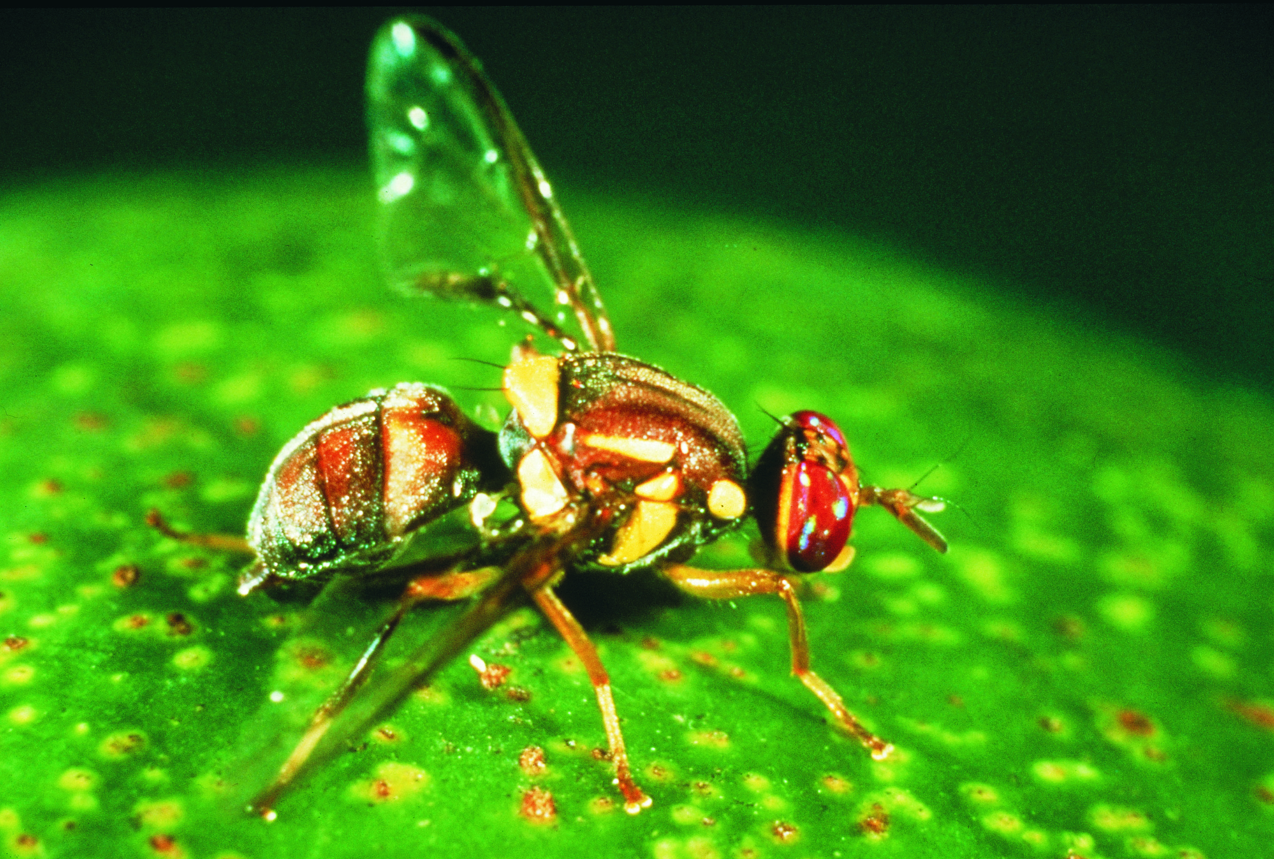 Biosecurity alerts: Queensland fruit fly updates | Agriculture and Food
