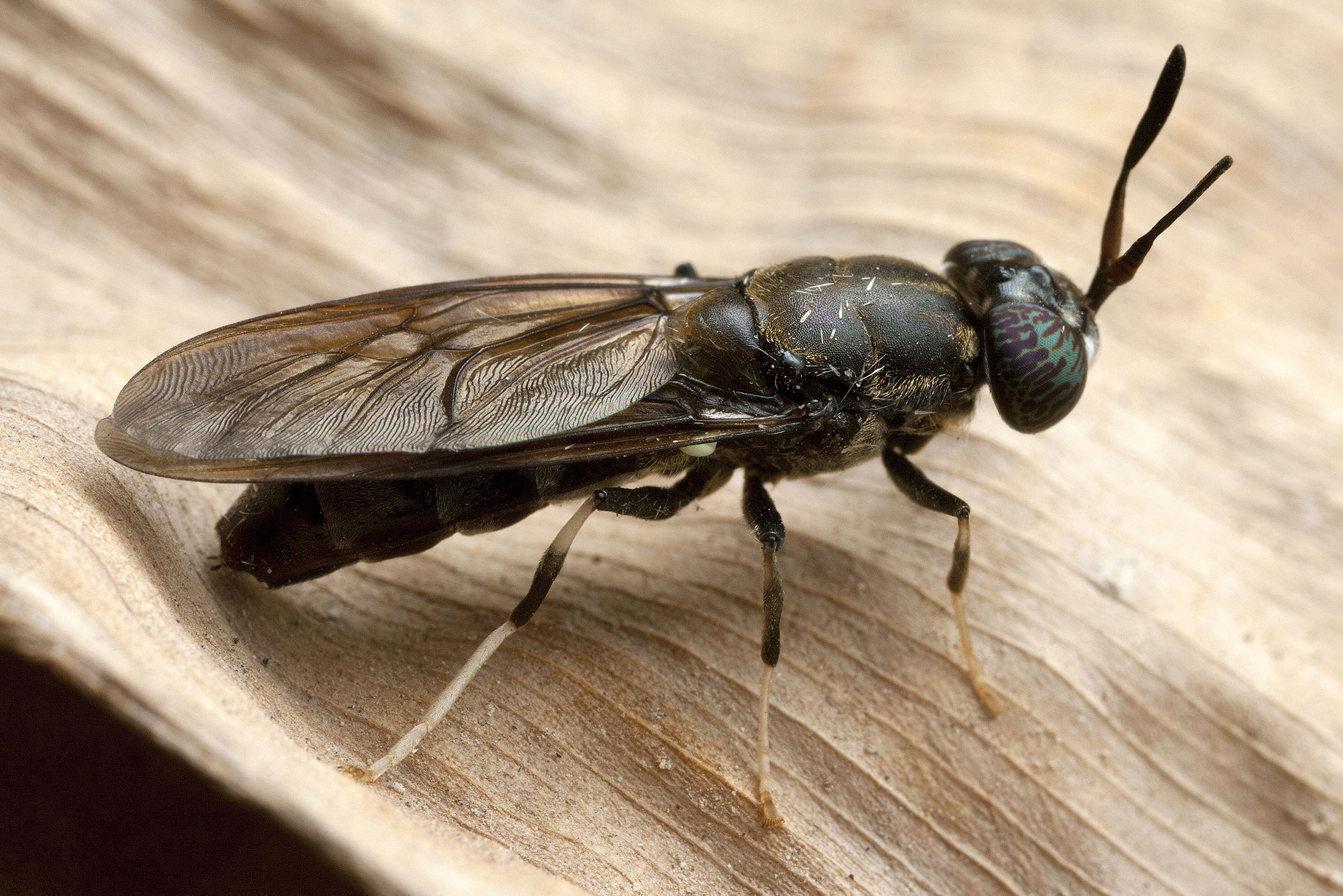 Black Soldier Flies: A Versatile Organic Waste Recycling Army ...