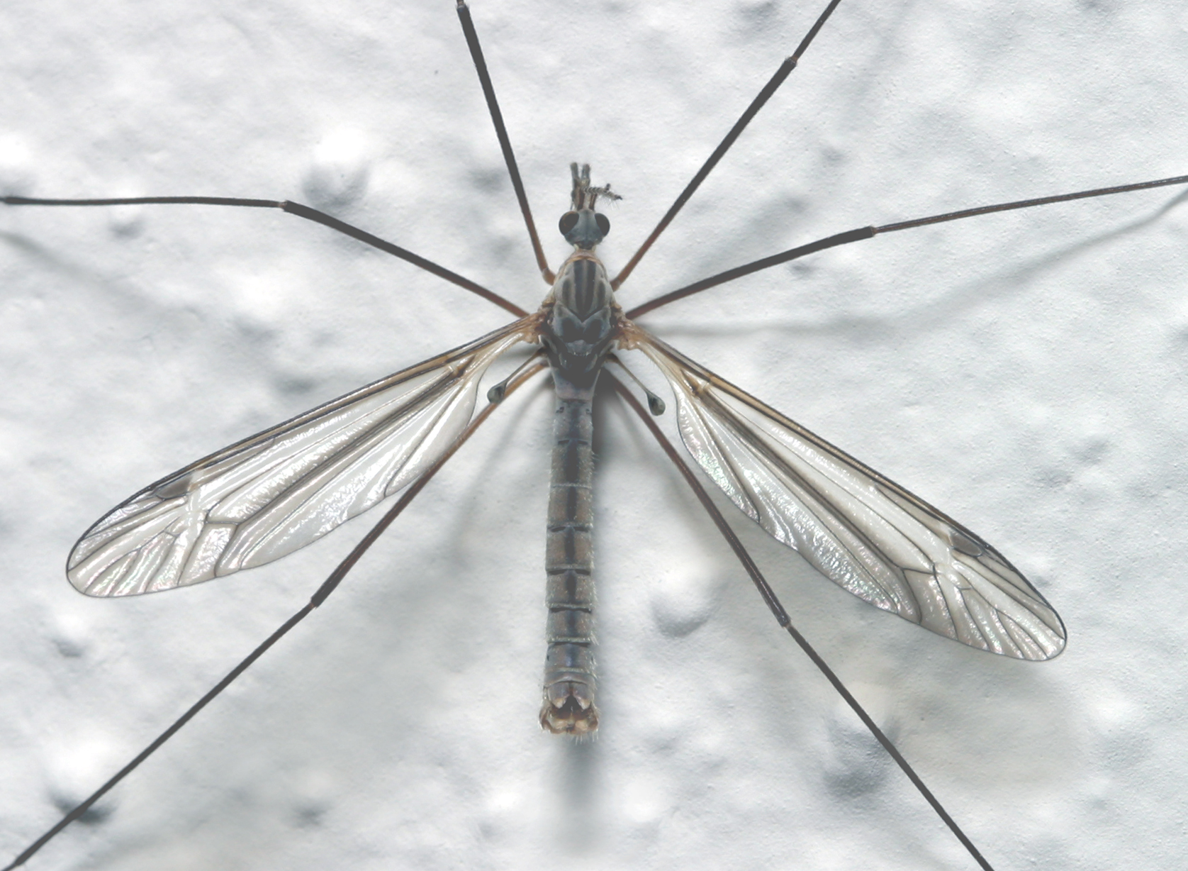 Crane flies, not mosquitoes - Insects in the City