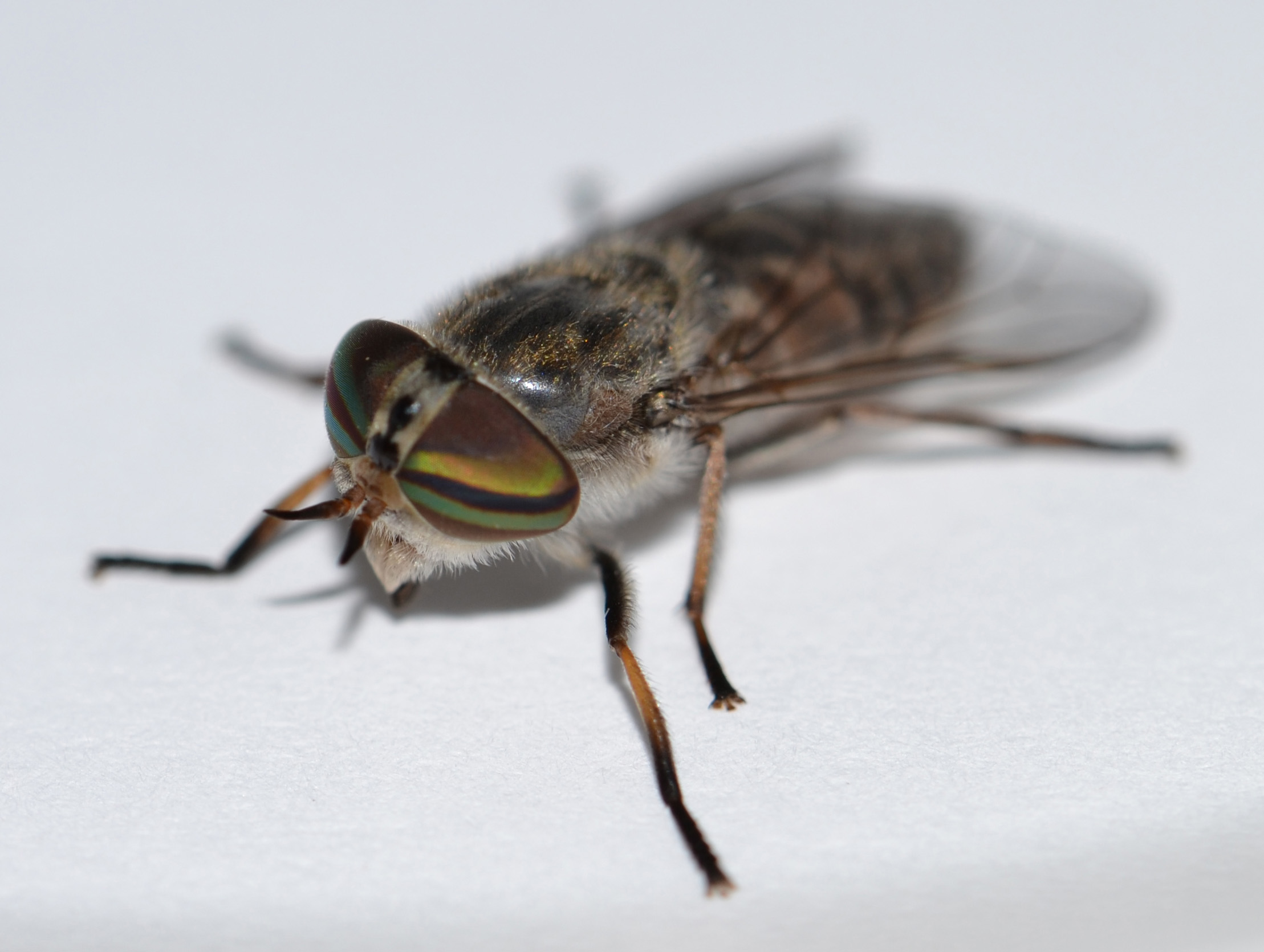 Horse Fly | MSMVCD (Marin / Sonoma Mosquito & Vector Control District)