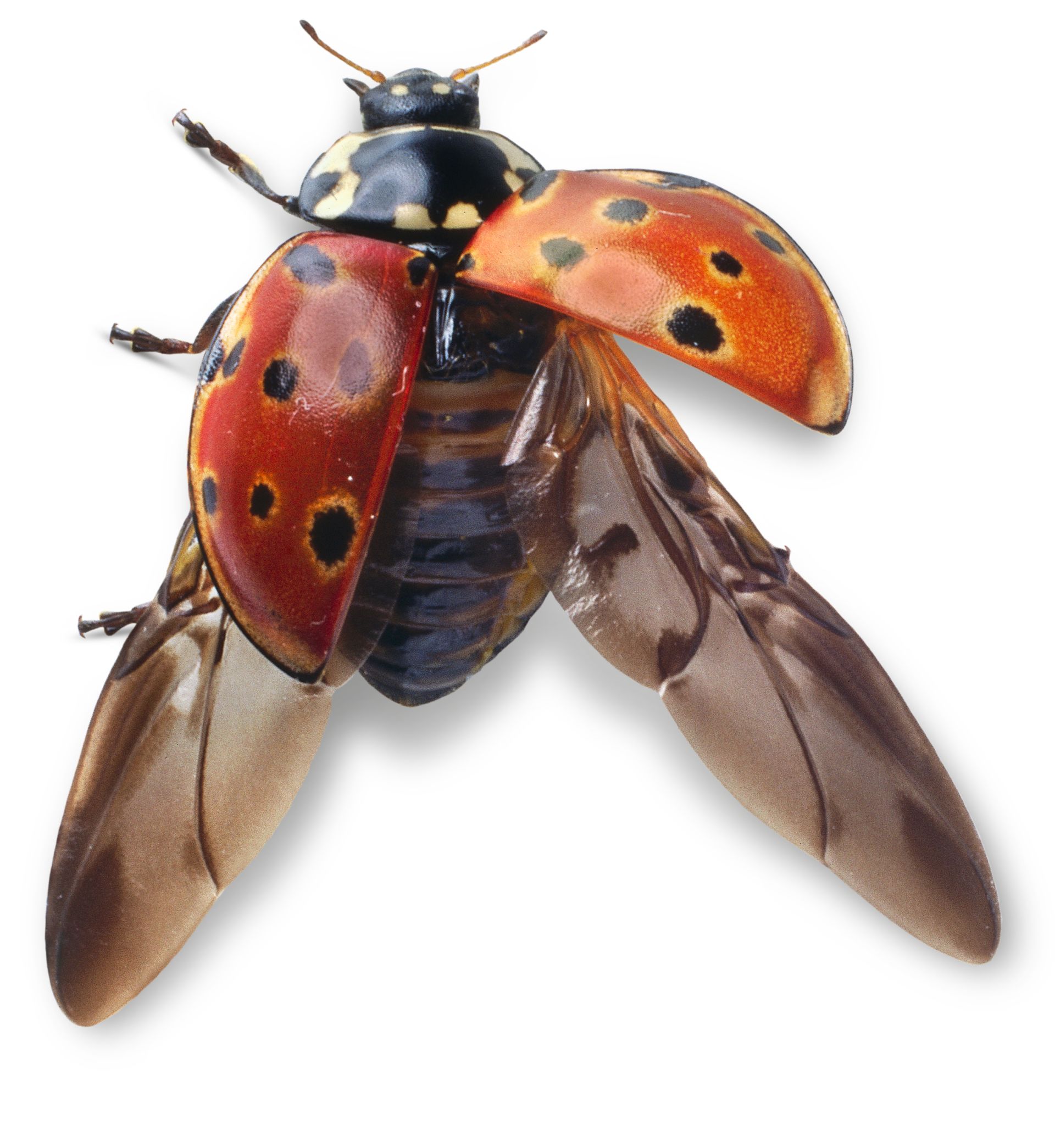 How Do Ladybirds Fly? | Can Ladybirds Fly? | DK Find Out