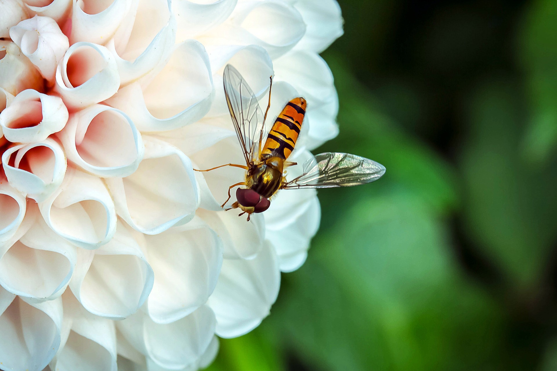 Fly in the Garden, Animal, Blooming, Flower, Fly, HQ Photo