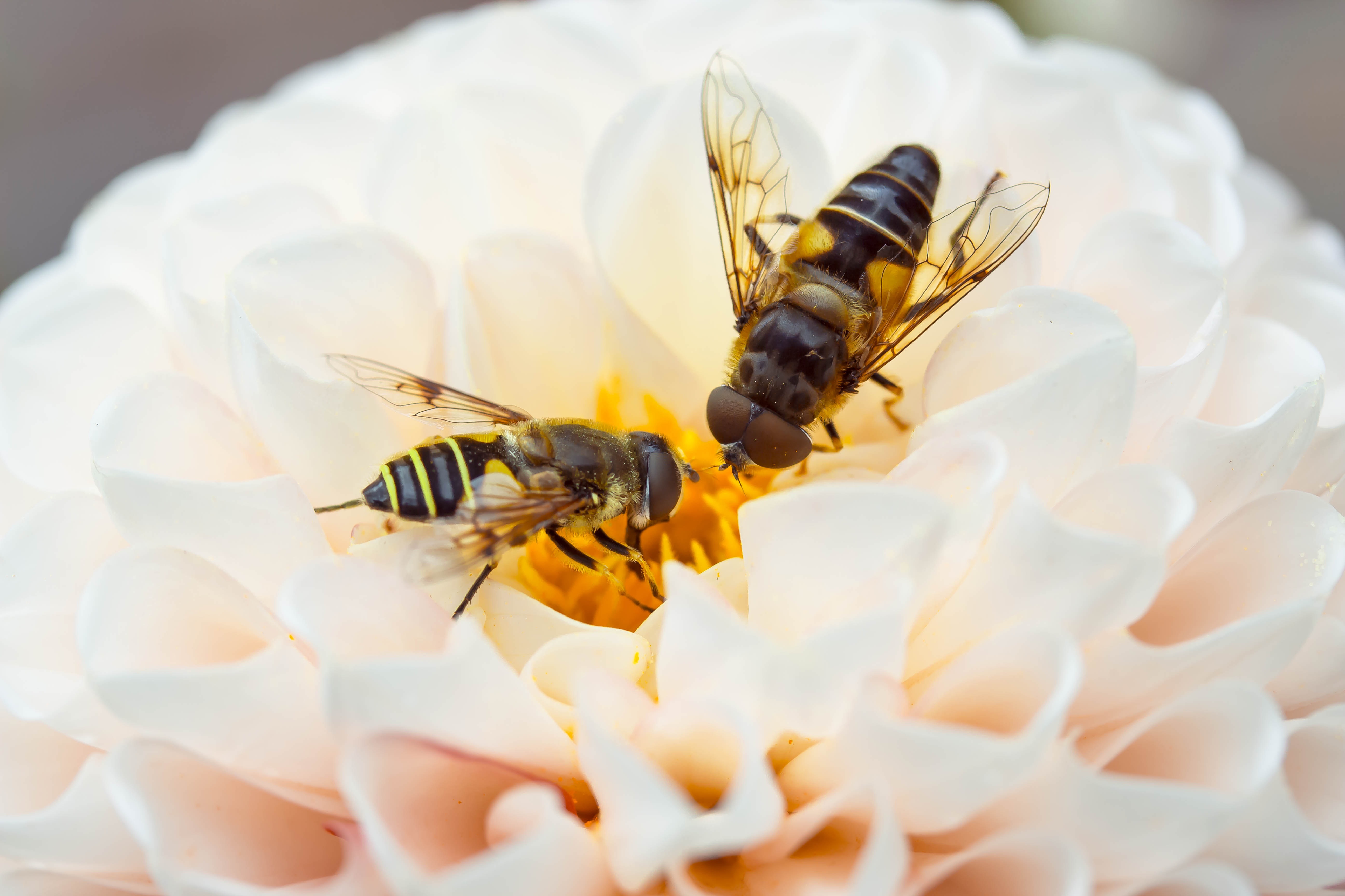 Fly in the Garden, Animal, Blooming, Flower, Fly, HQ Photo