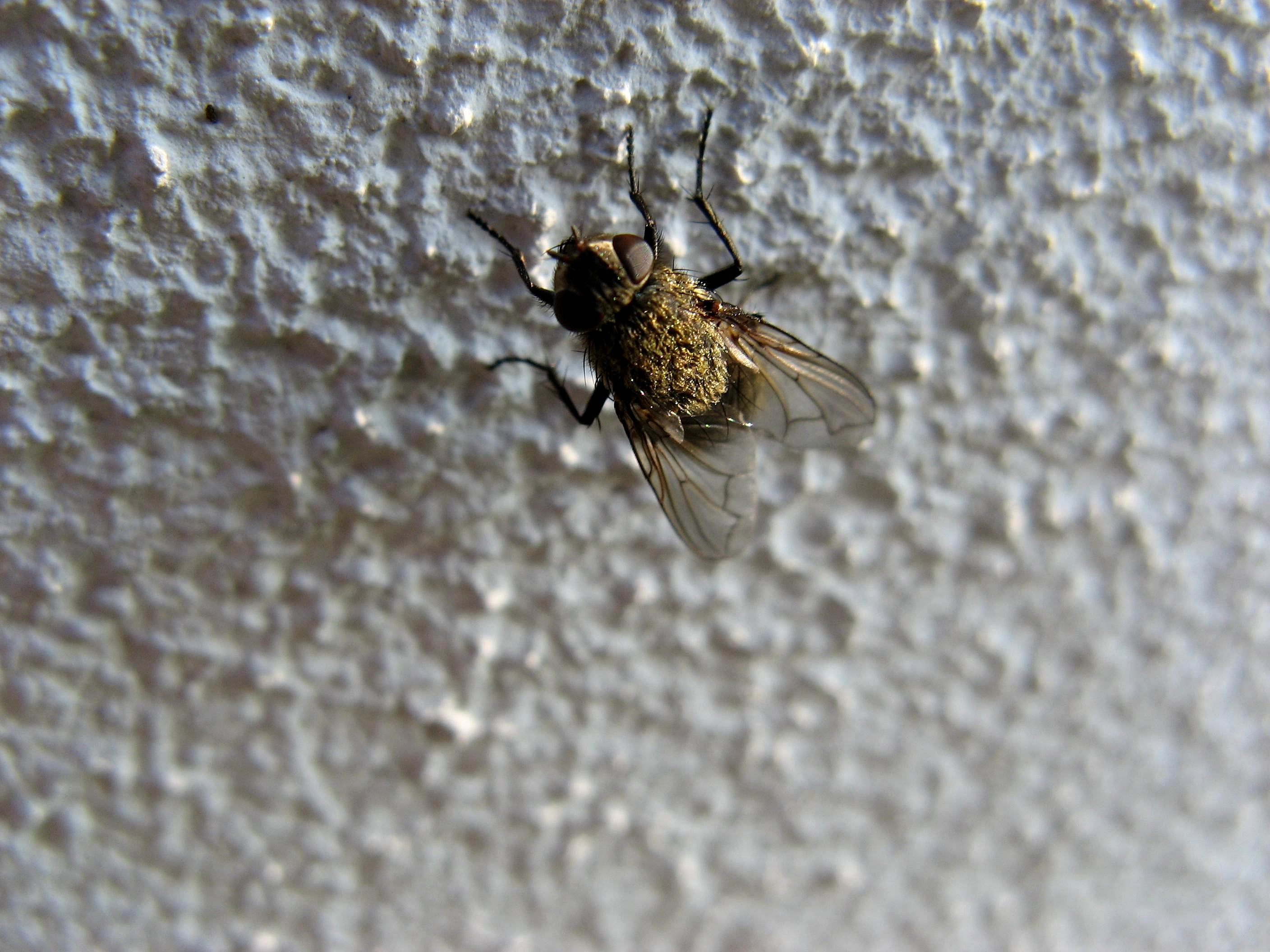 Fly on a wall photo