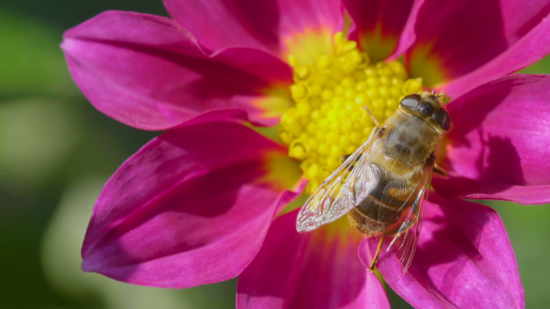 Big fly on dahlia flower, macro Stock Video Footage - Videoblocks