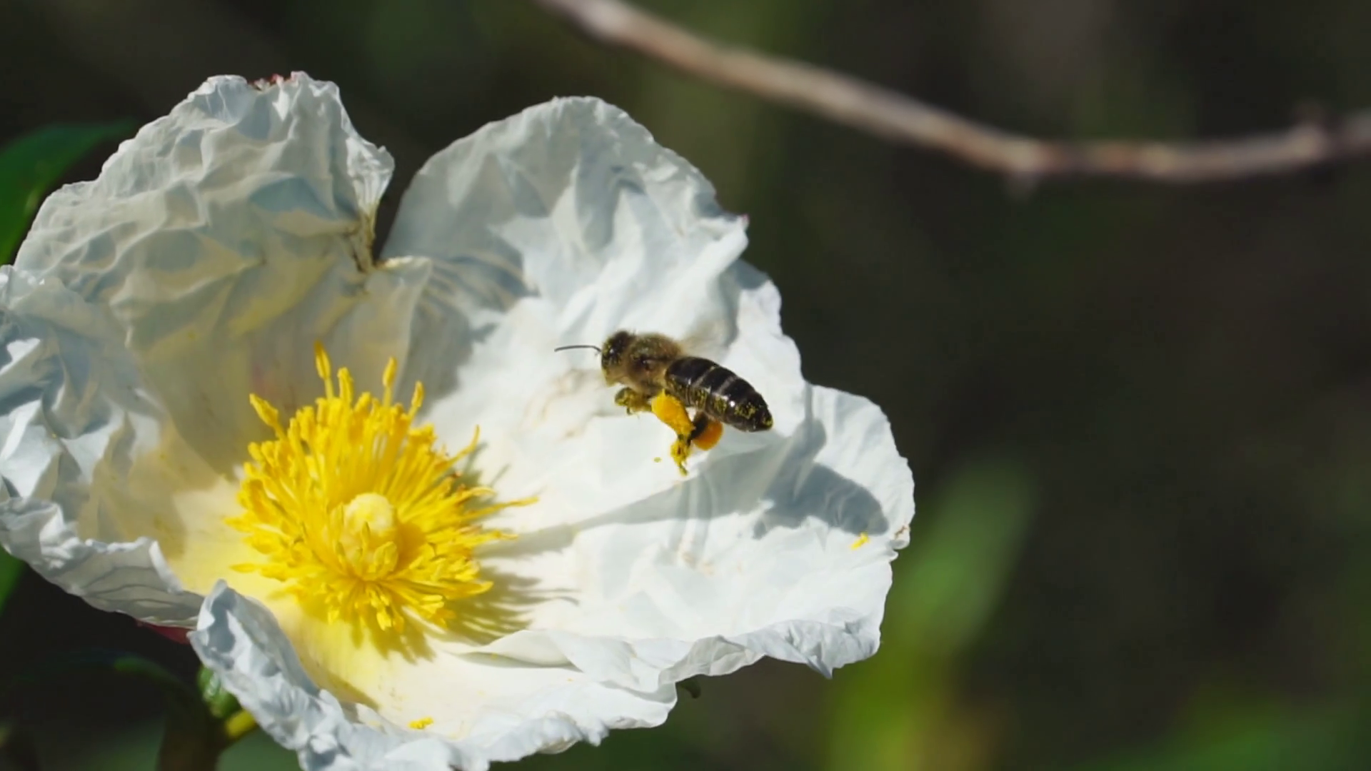 Honey bee (Apis) sitting on white flower with yellow pollen-center ...