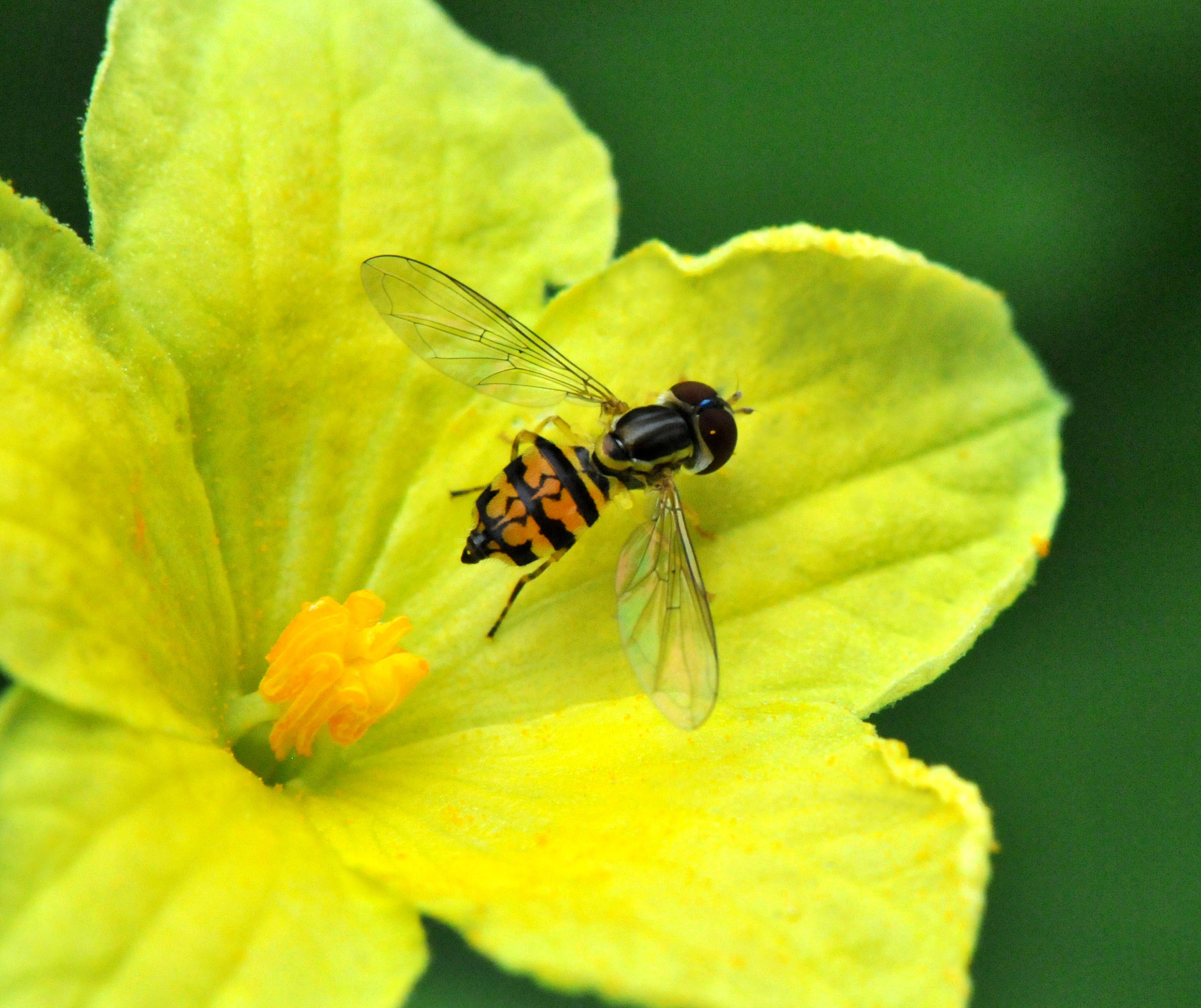 Hover fly on Bitter Melon Flower – Petals and Wings