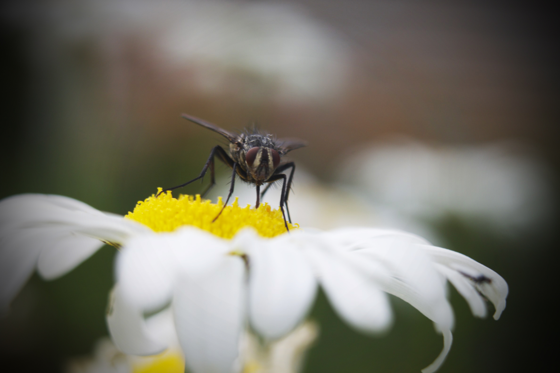 Fly on flower photo