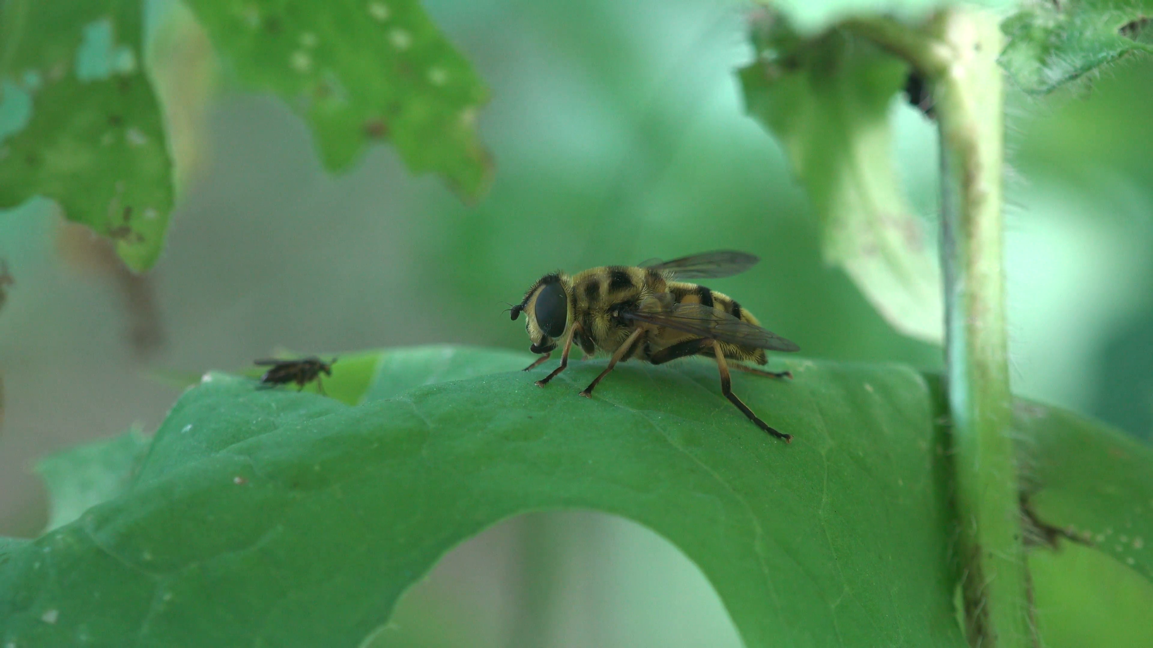 Hoverfly, called flower flies, or syrphid flies, insect family ...