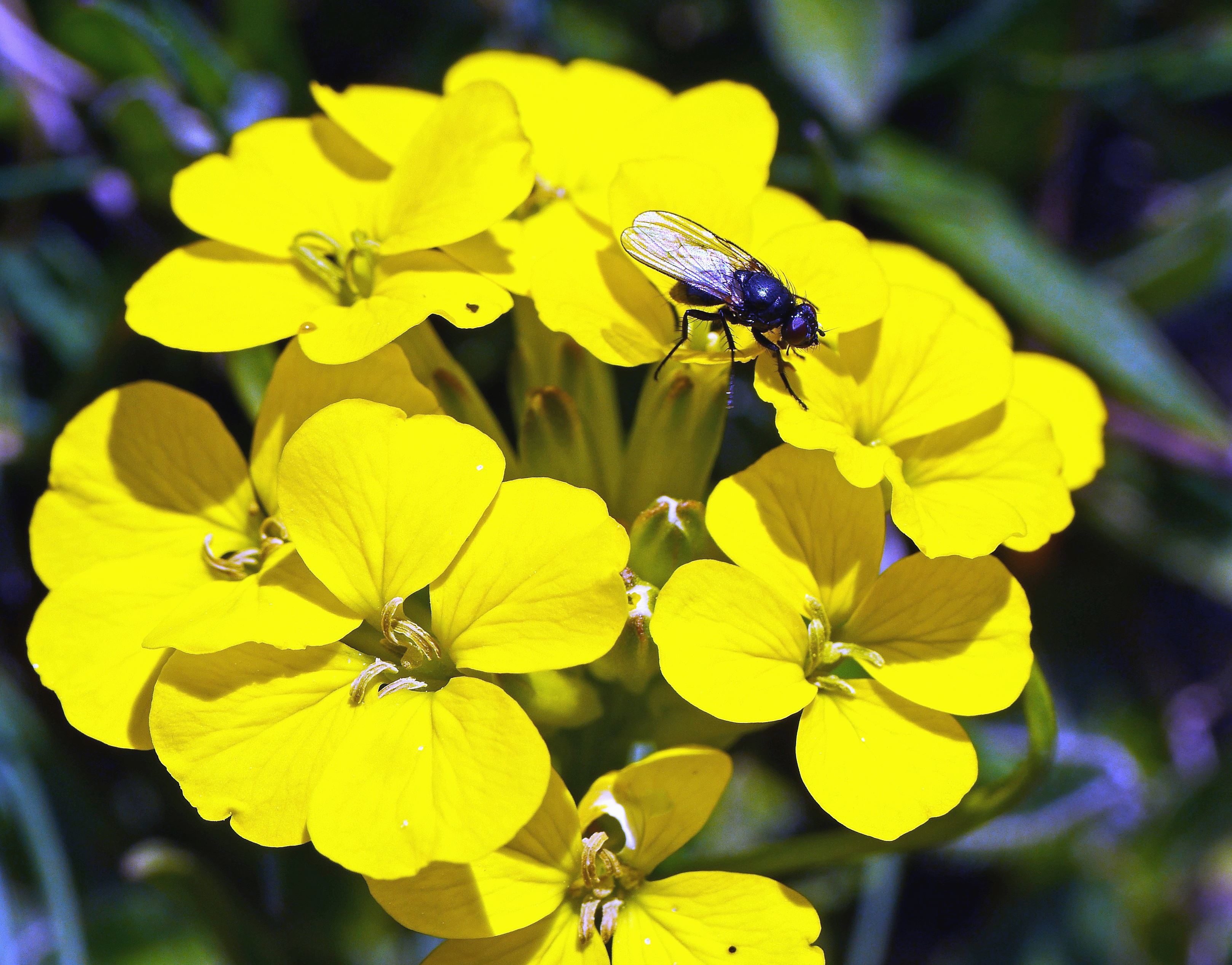 Free picture: fly, flower, petal, pollen, plant, flora, garden