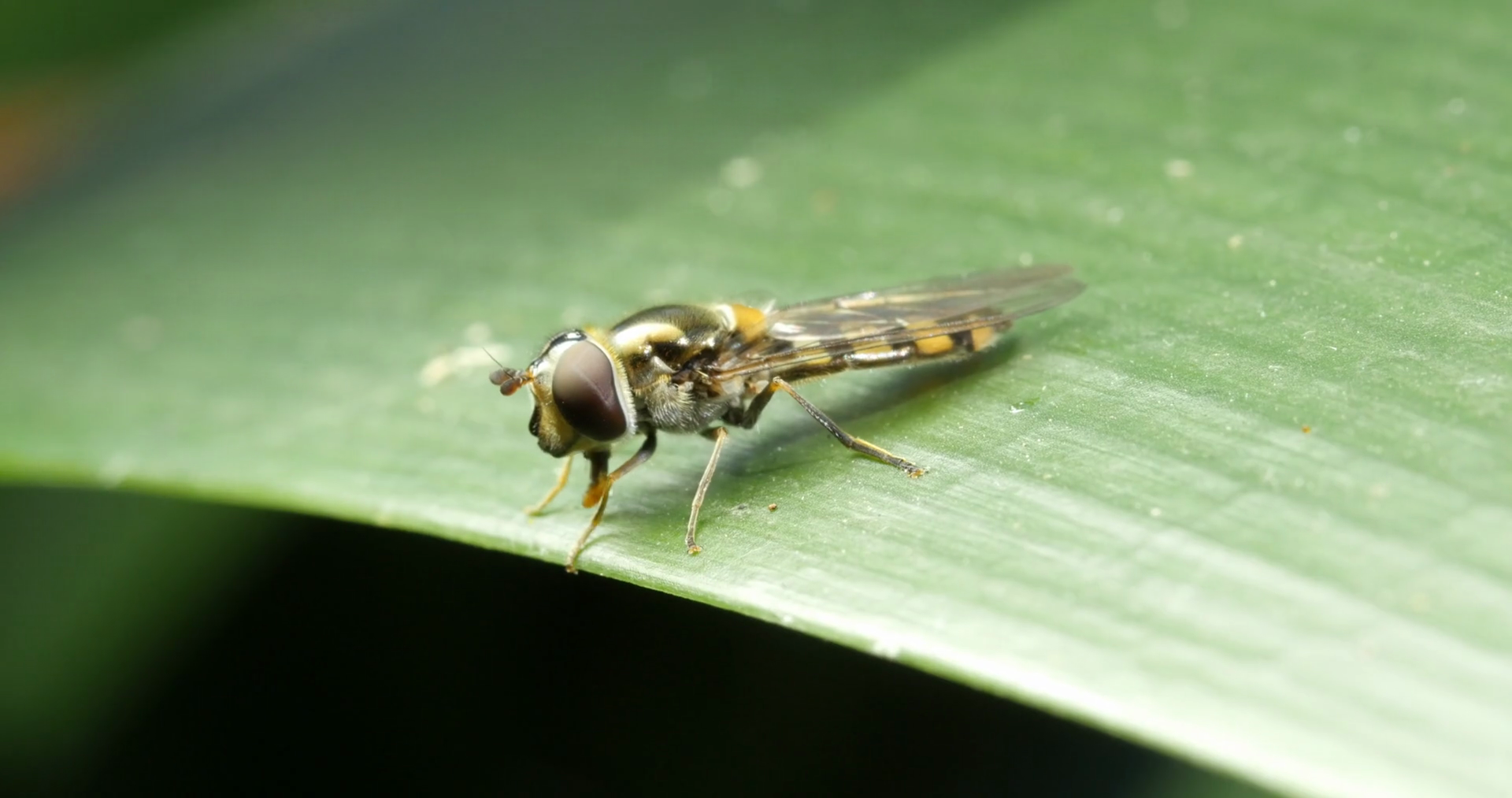 Small Slender Hover Fly - flower flies or syrphid flies Stock Video ...