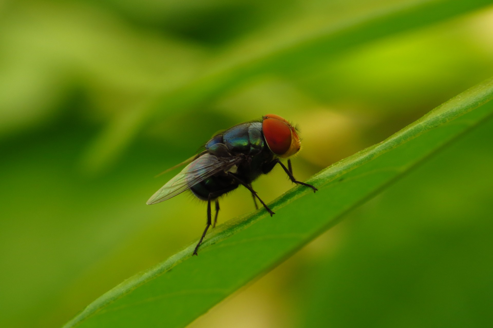 Close Up Blue Green Fly On A Leaf Free Stock Photo - Public Domain ...