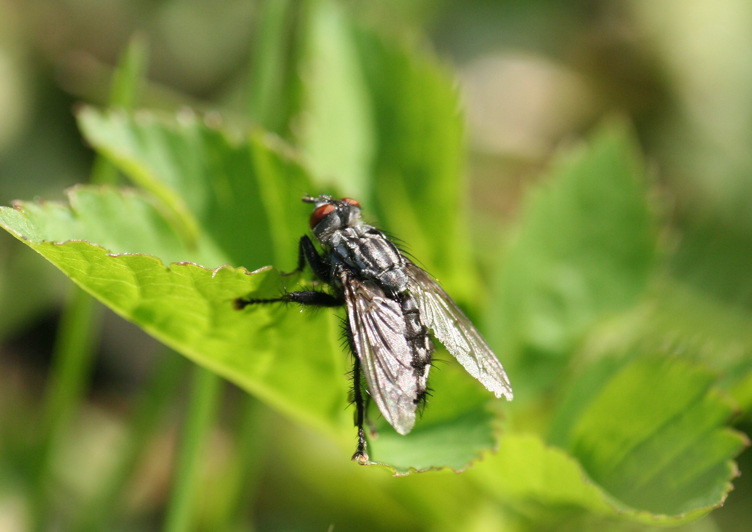File:Rear view of a fly sat on a leaf.jpg - Wikimedia Commons