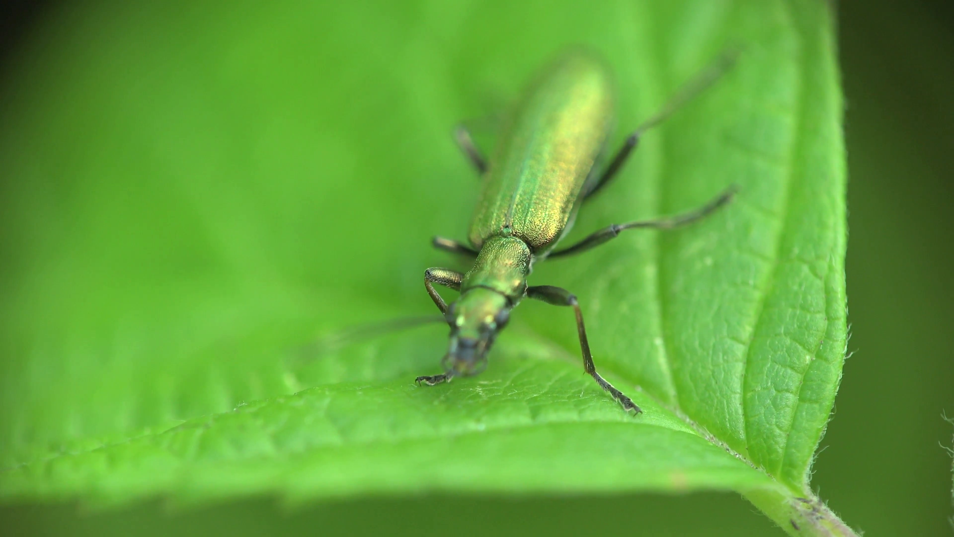 Spanish Fly Insect Beetle Bug Macro Sitting On Green Leaf Stock ...