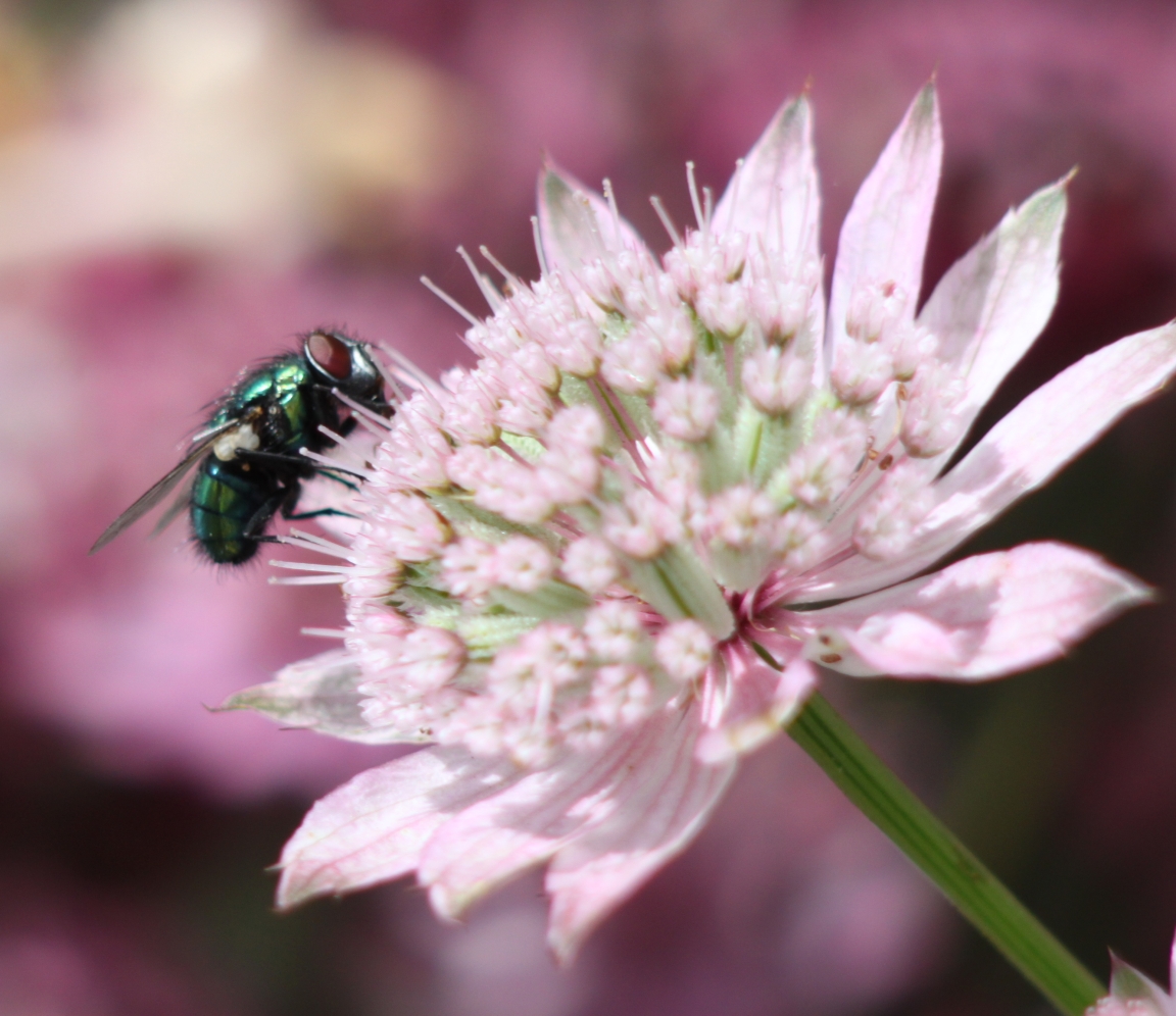 Fly on pink flower photo