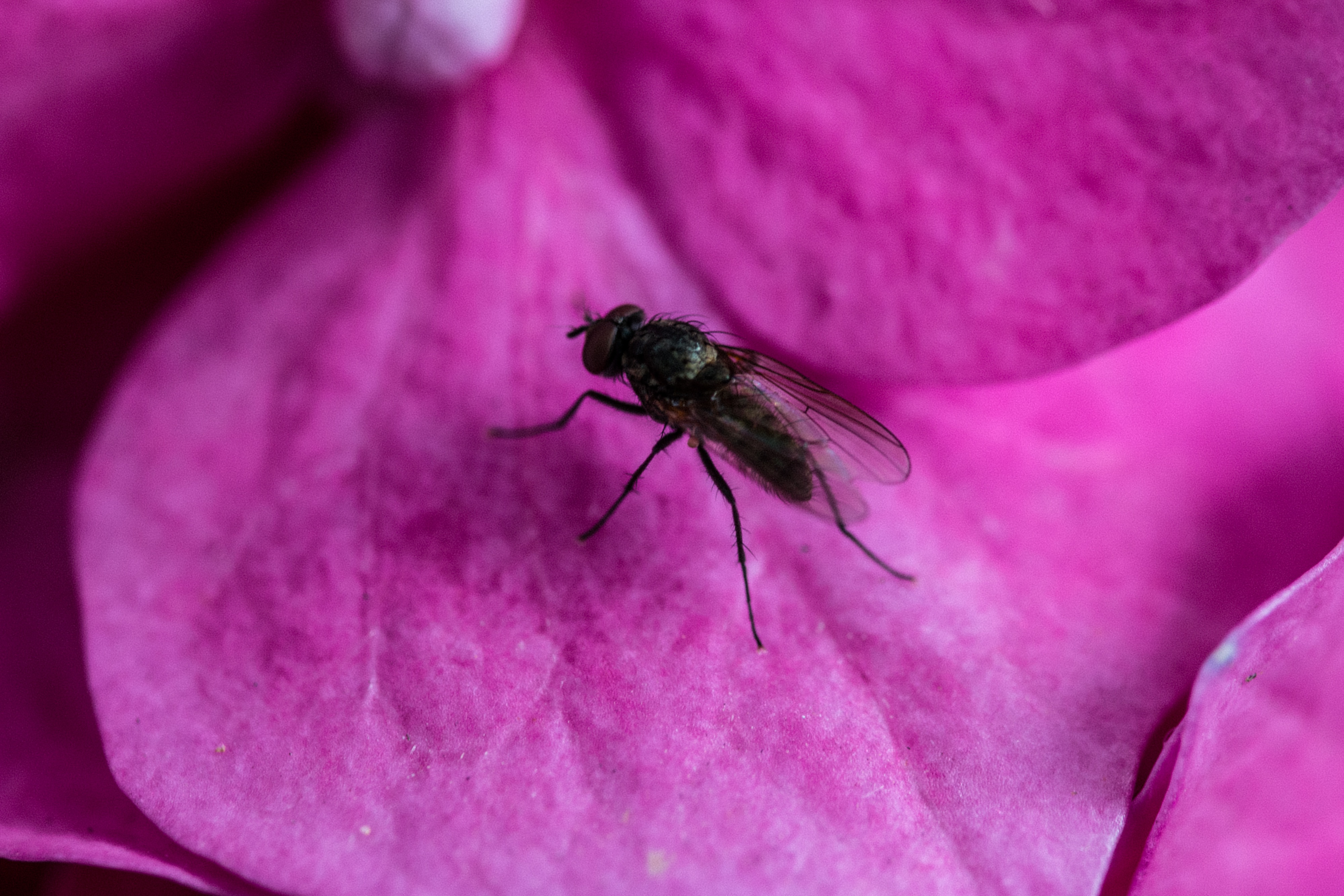 Fly on the flower photo