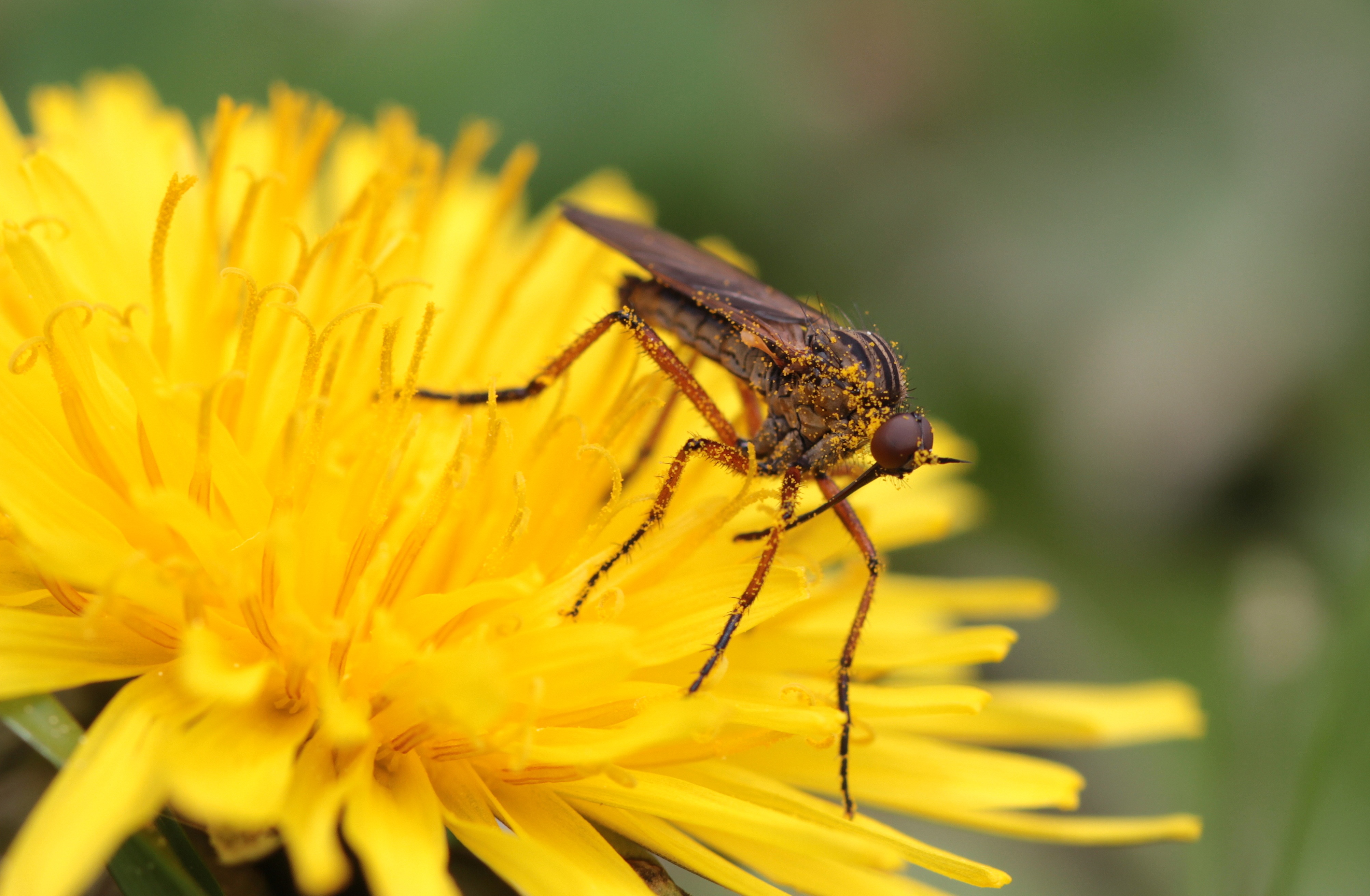 Free photo: Fly on the Flower - Animal, Blooming, Flower - Free ...