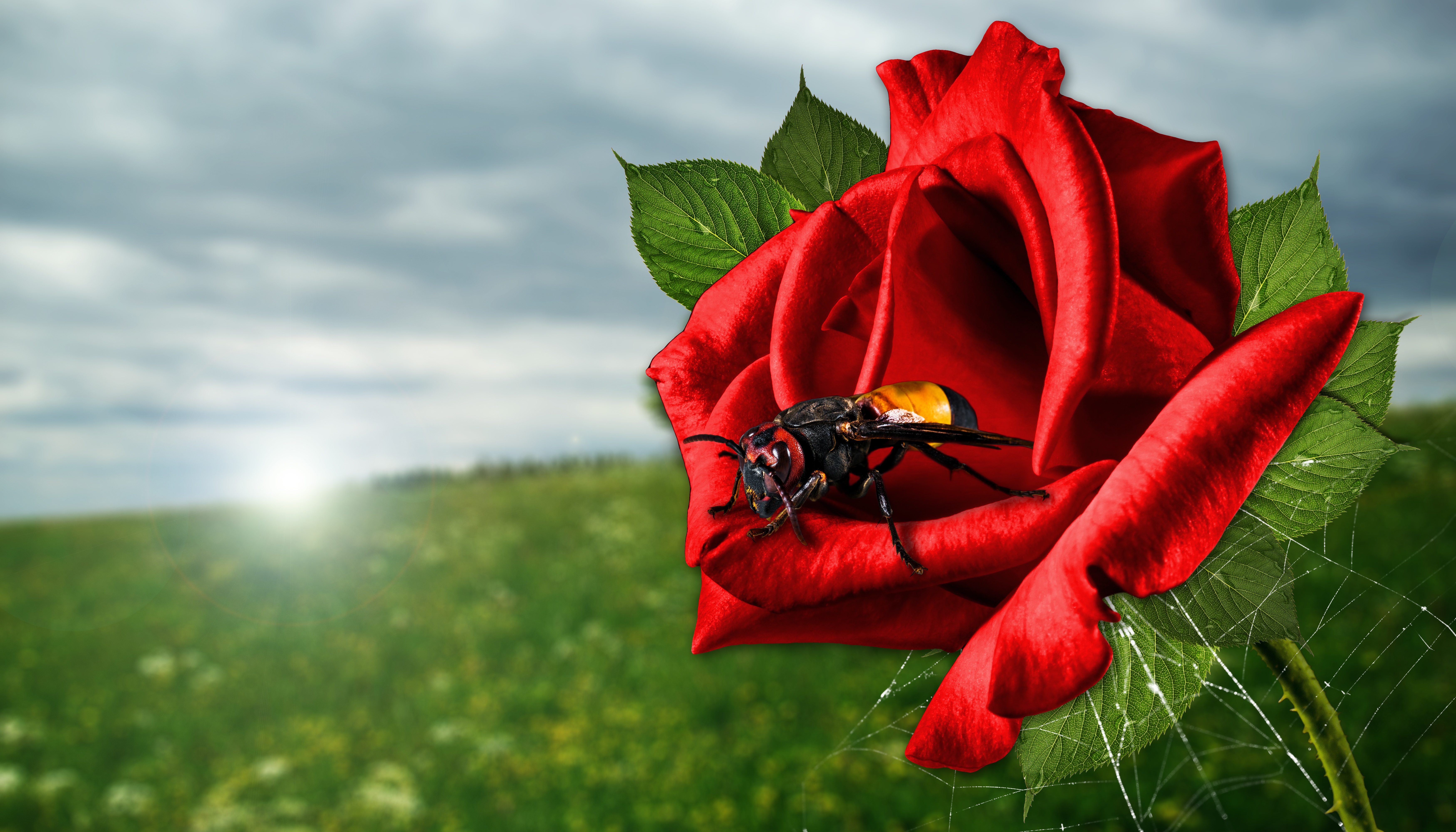 Fly on the rose photo