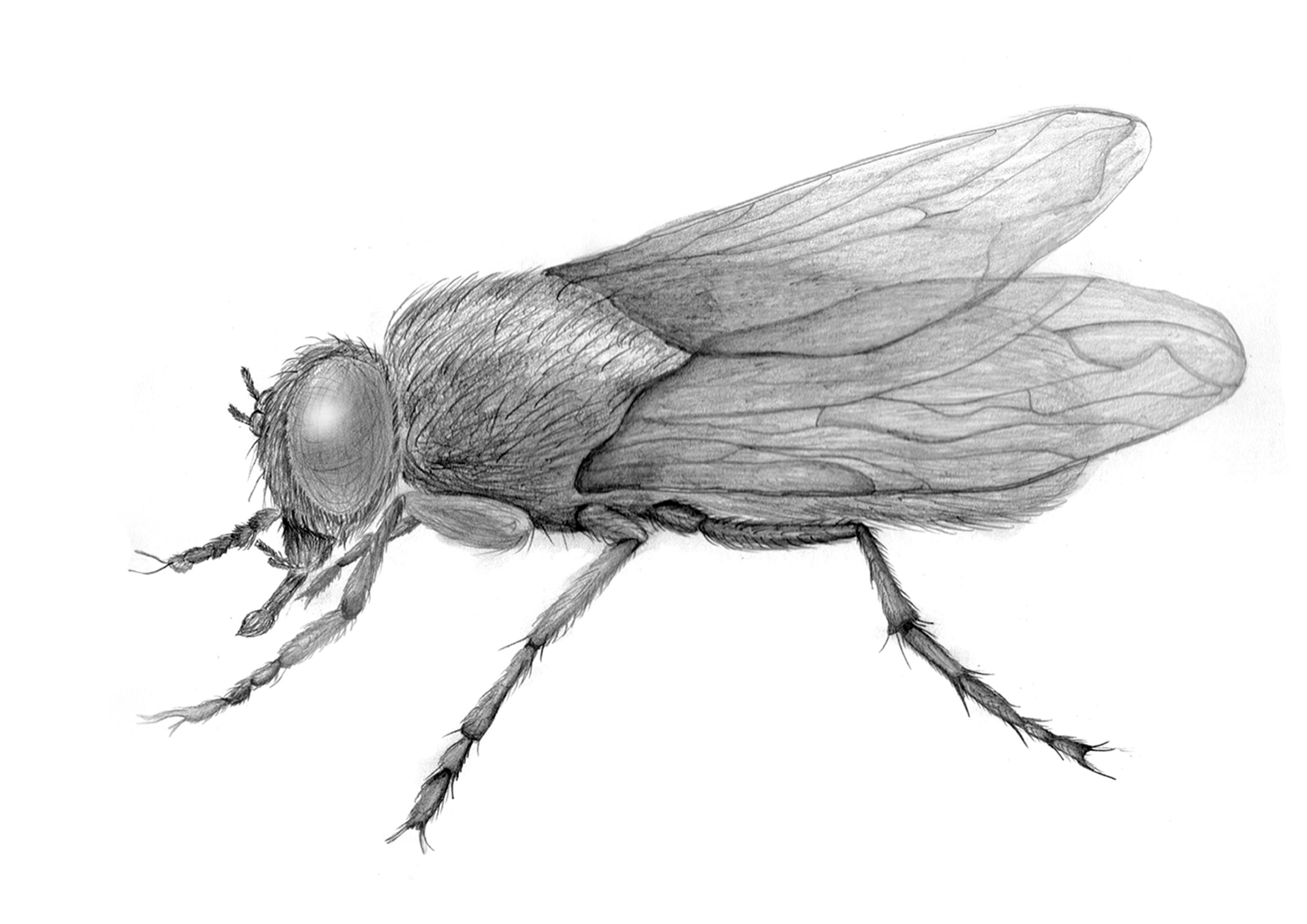pencil drawing of a fly insect sketch | Drawings | Pinterest ...