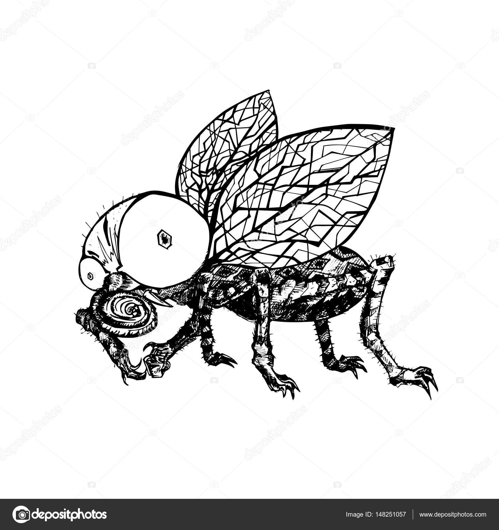 Hand drawn fly sketch — Stock Vector © tinkerfrost #148251057