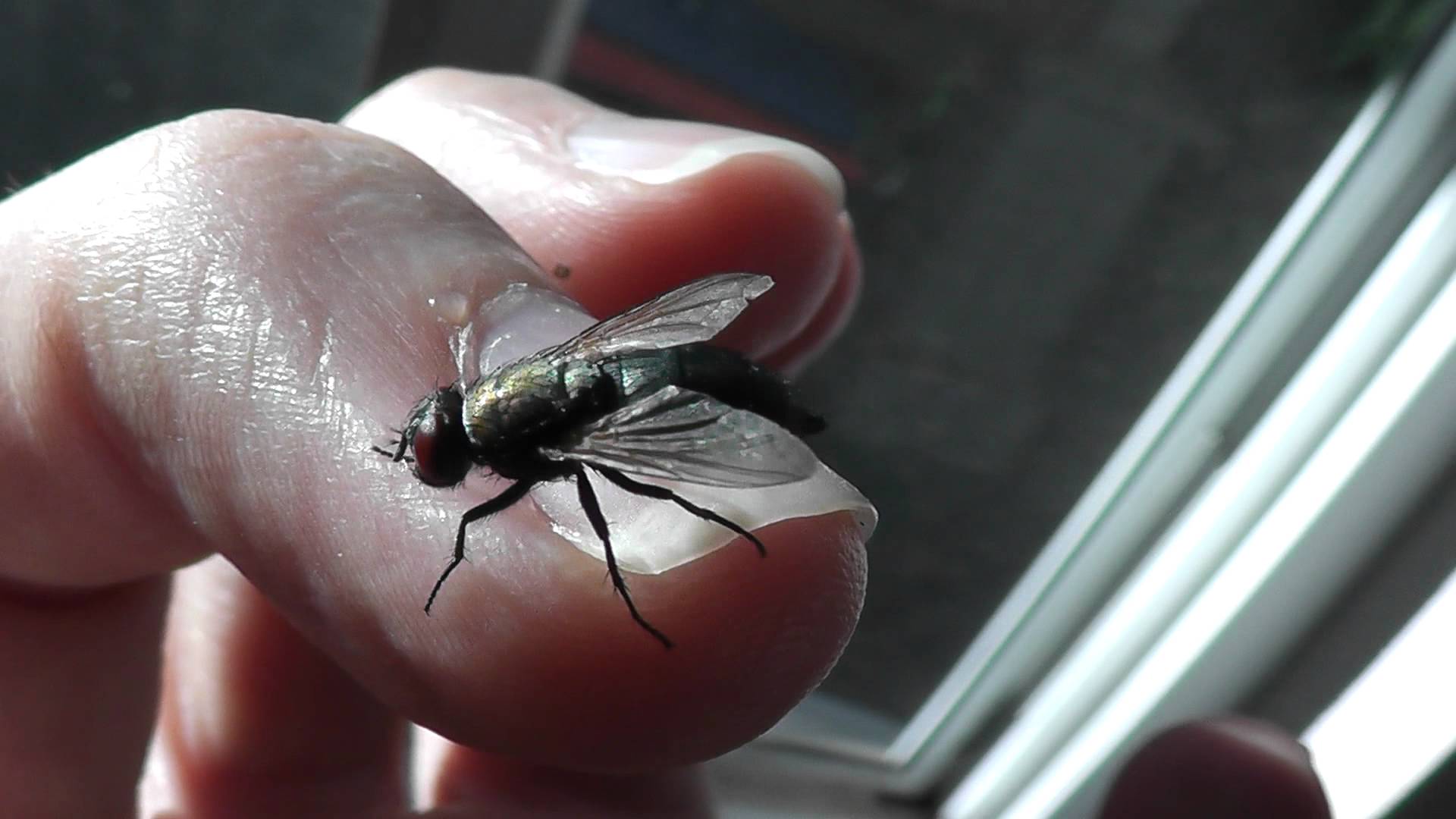 common house fly up close zoom macro hd 1080p insect panasonic v500 ...