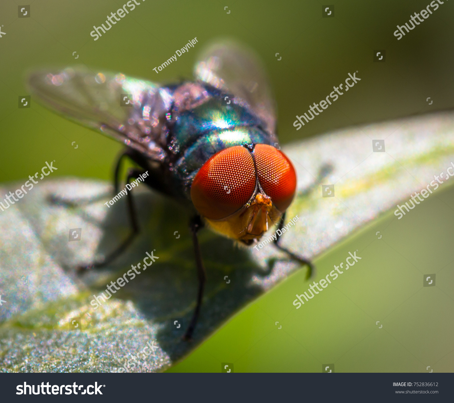 Fly Compound Eyes Close Stock Photo 752836612 - Shutterstock