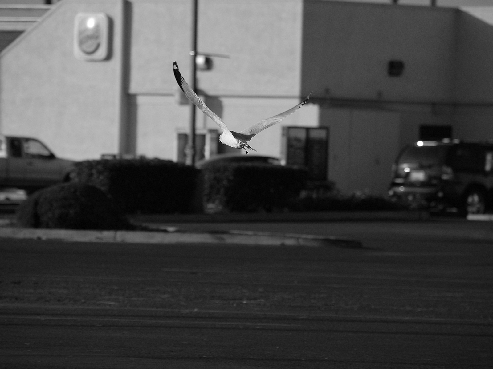 Flying across the parking lot photo