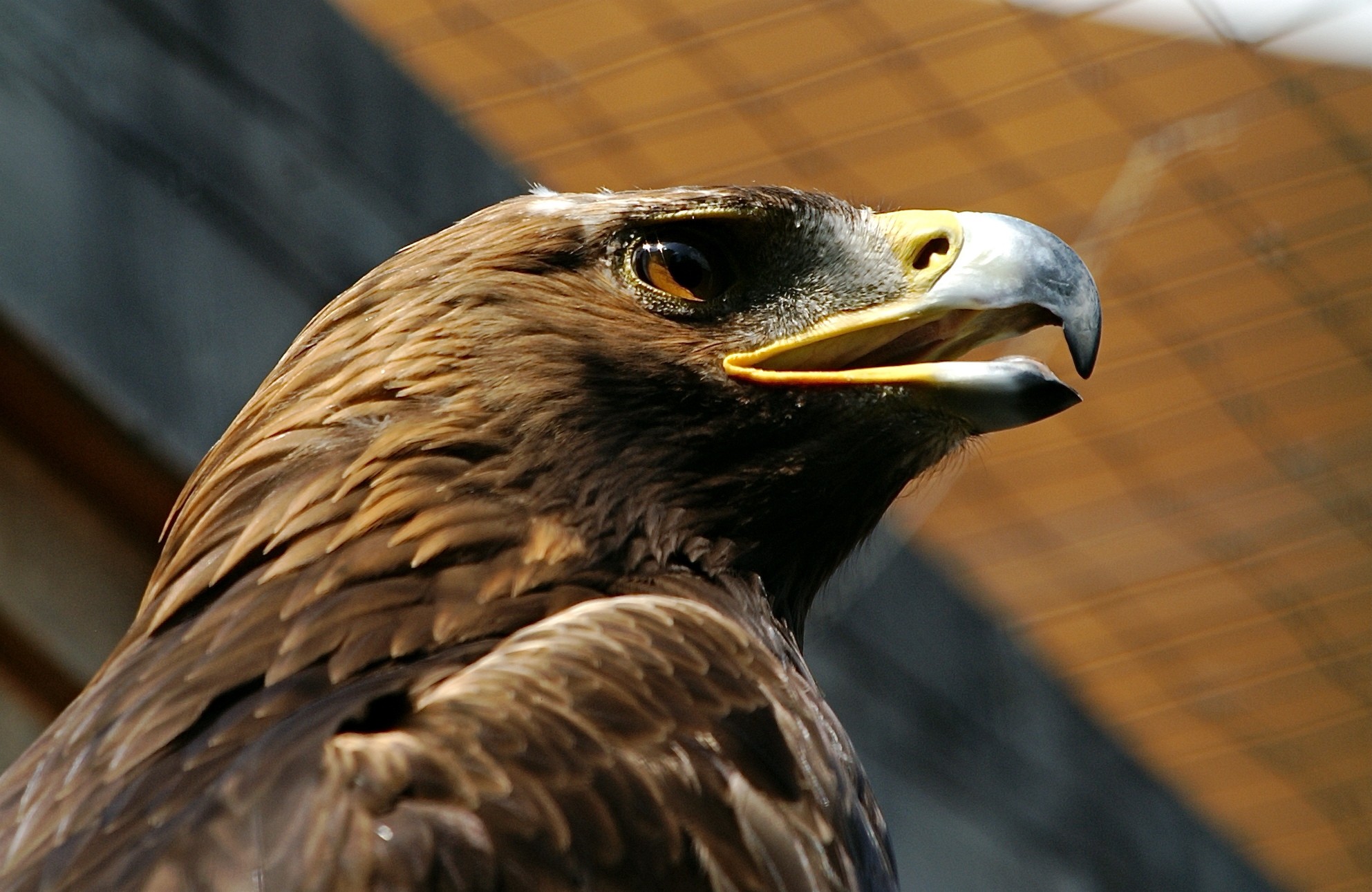 Bird: Nature Vogel Raptor Wildlife Eagle European Golden Adler ...
