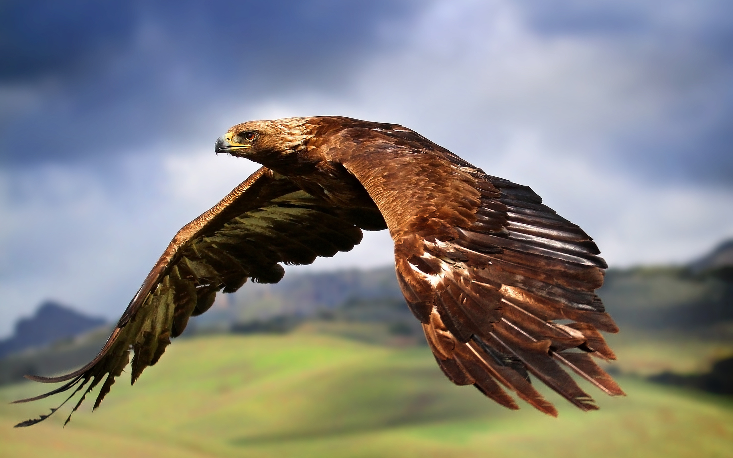 340 Eagle HD Wallpapers | Background Images - Wallpaper Abyss