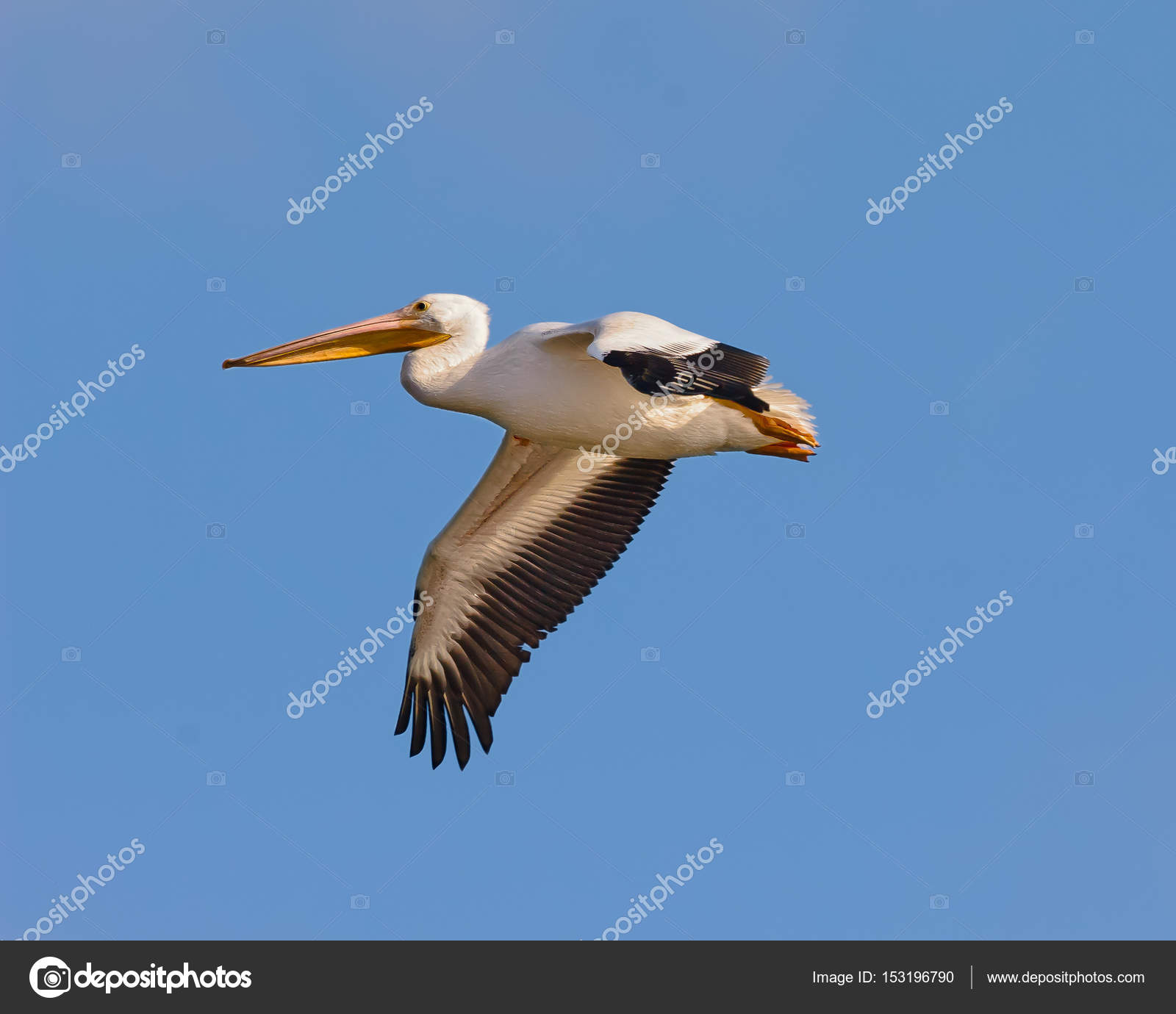 White Pelican flying alone over Arizona — Stock Photo ...