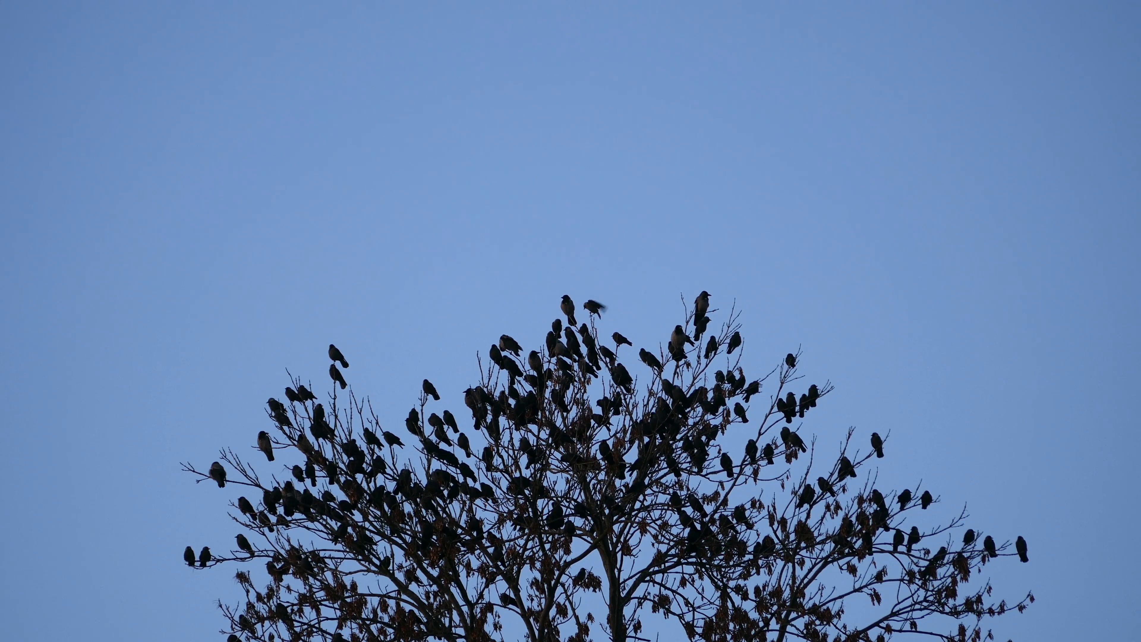 Birds flying away from the tree Stock Video Footage - VideoBlocks