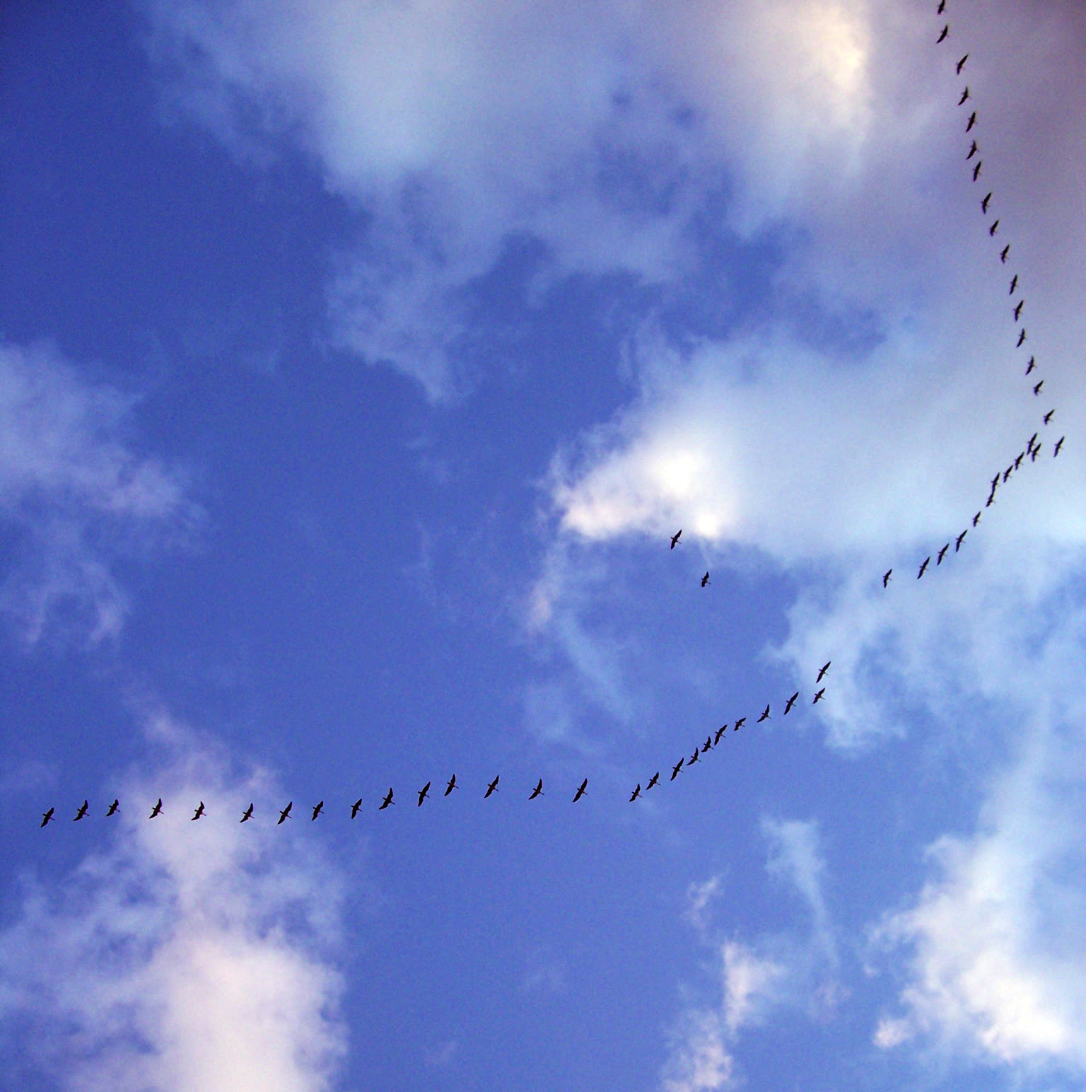 Flying away, Autumn, Away, Bird, Birds, HQ Photo