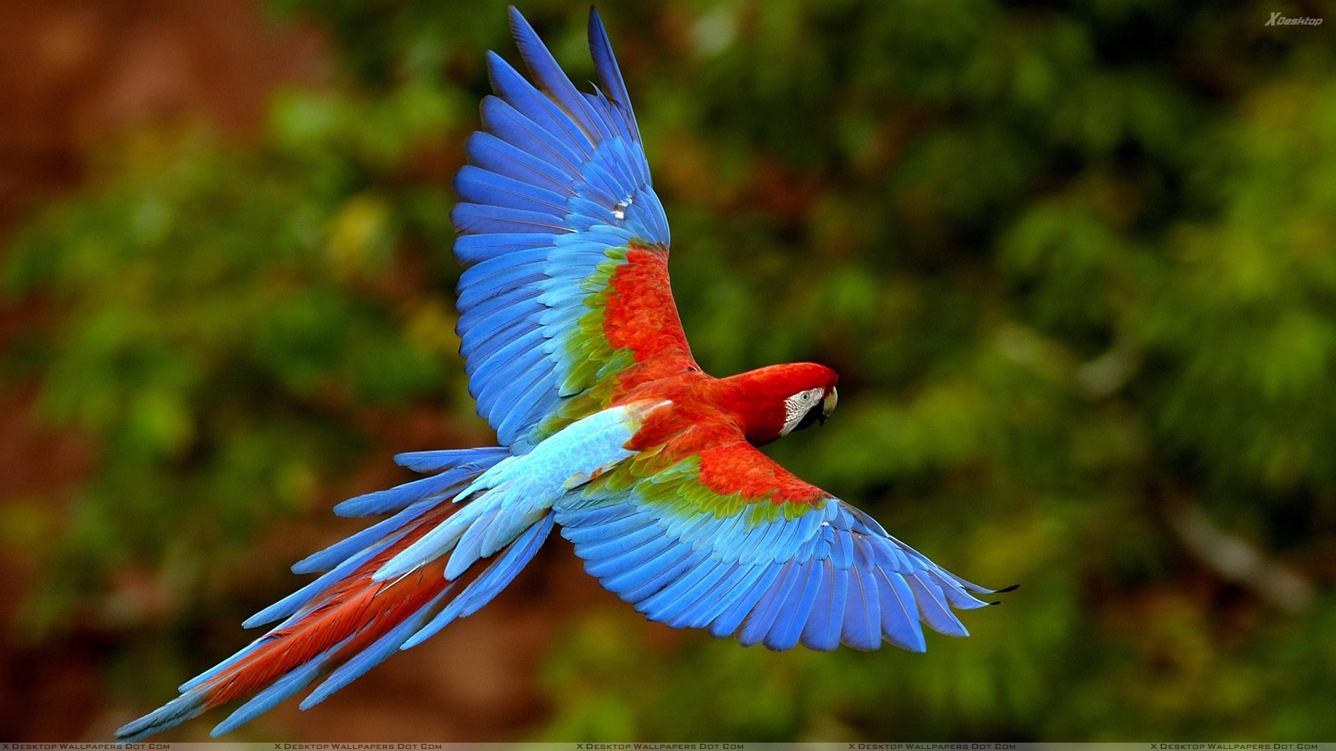 Beautiful Birds Flying In The Sky HD Wallpaper, Background Images