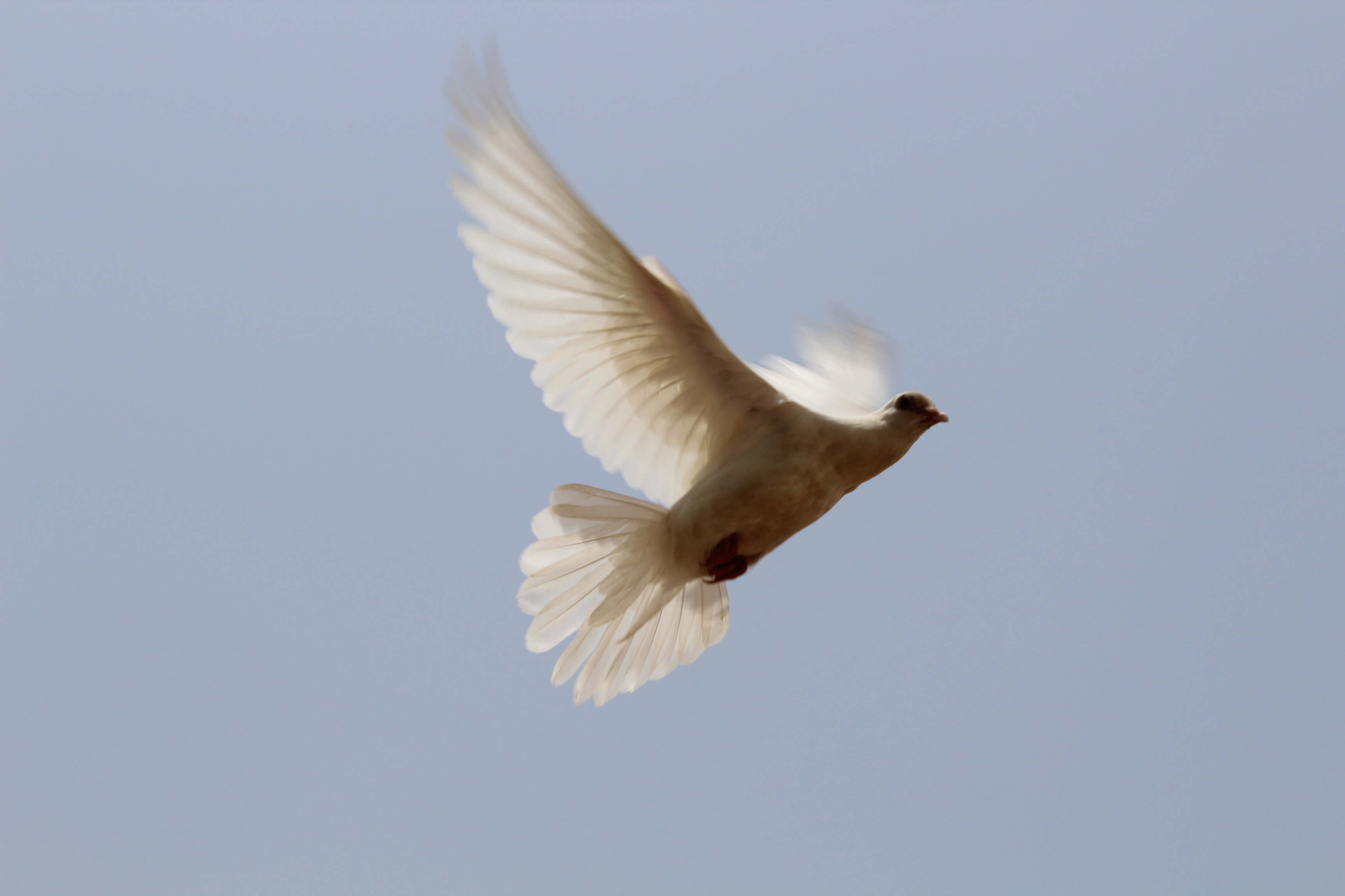 File:Flying Bird to his Peak.jpg - Wikimedia Commons