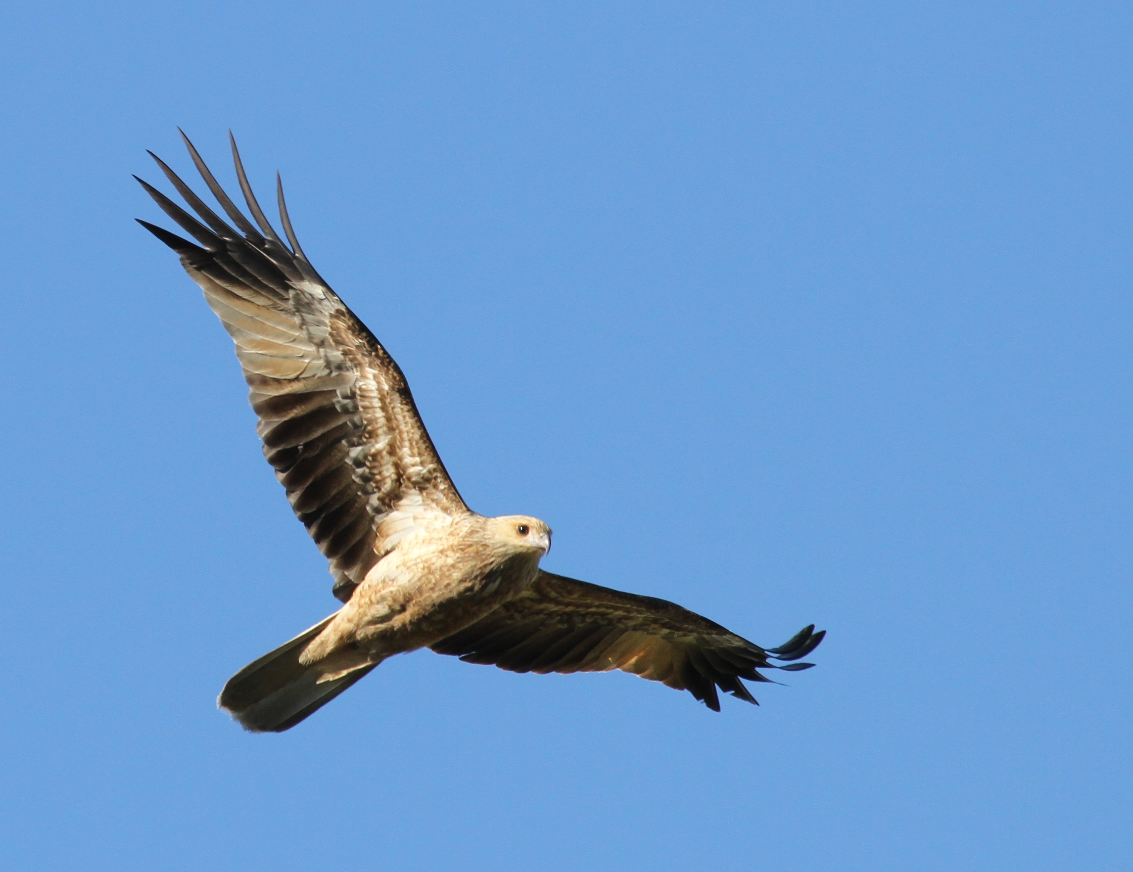 Identifying flying birds of prey – Whistling kite | Kimberley Jane Pryor