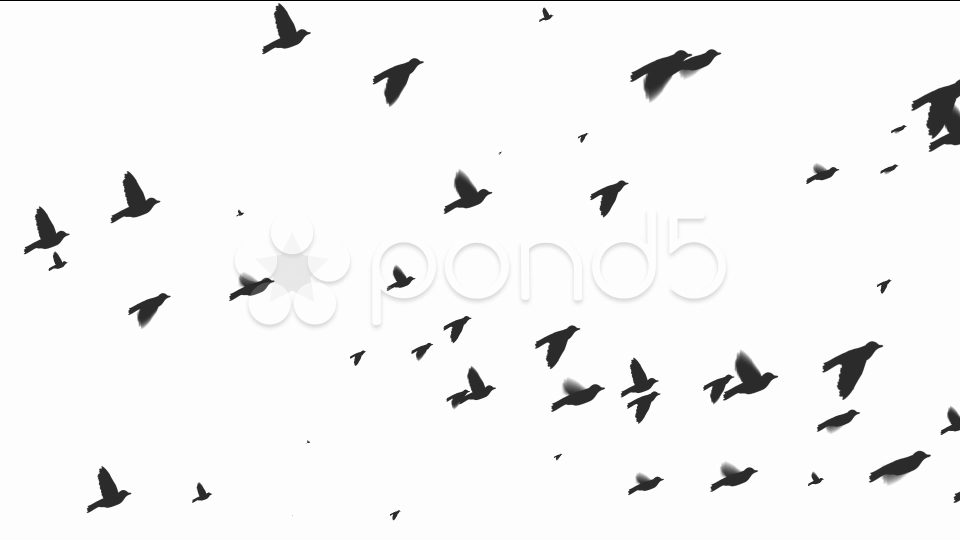 Silhouette of flying birds. ~ Hi Res Video #979826