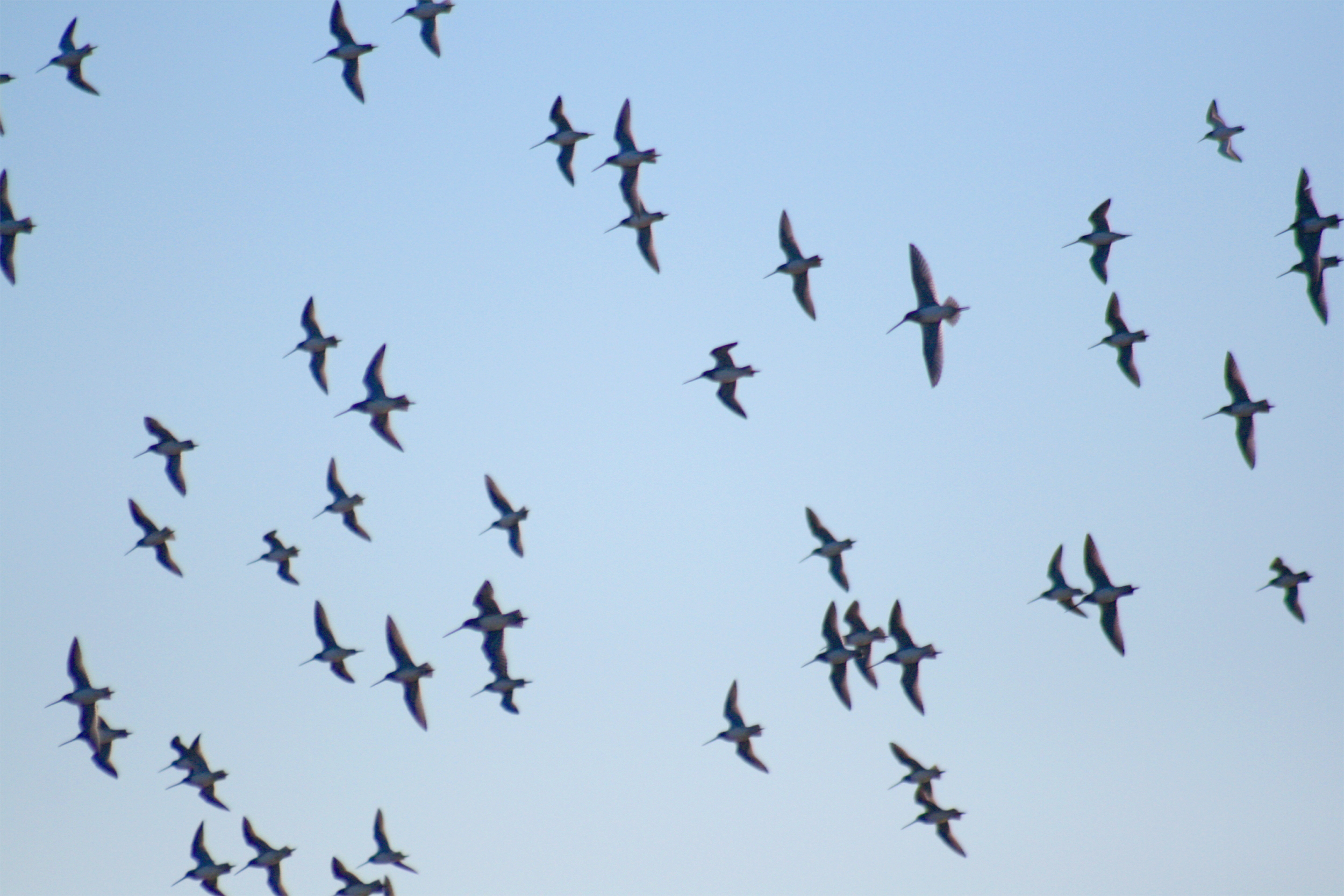 File:Flying birds at Sacramento National Wildlife Refuge.jpg ...