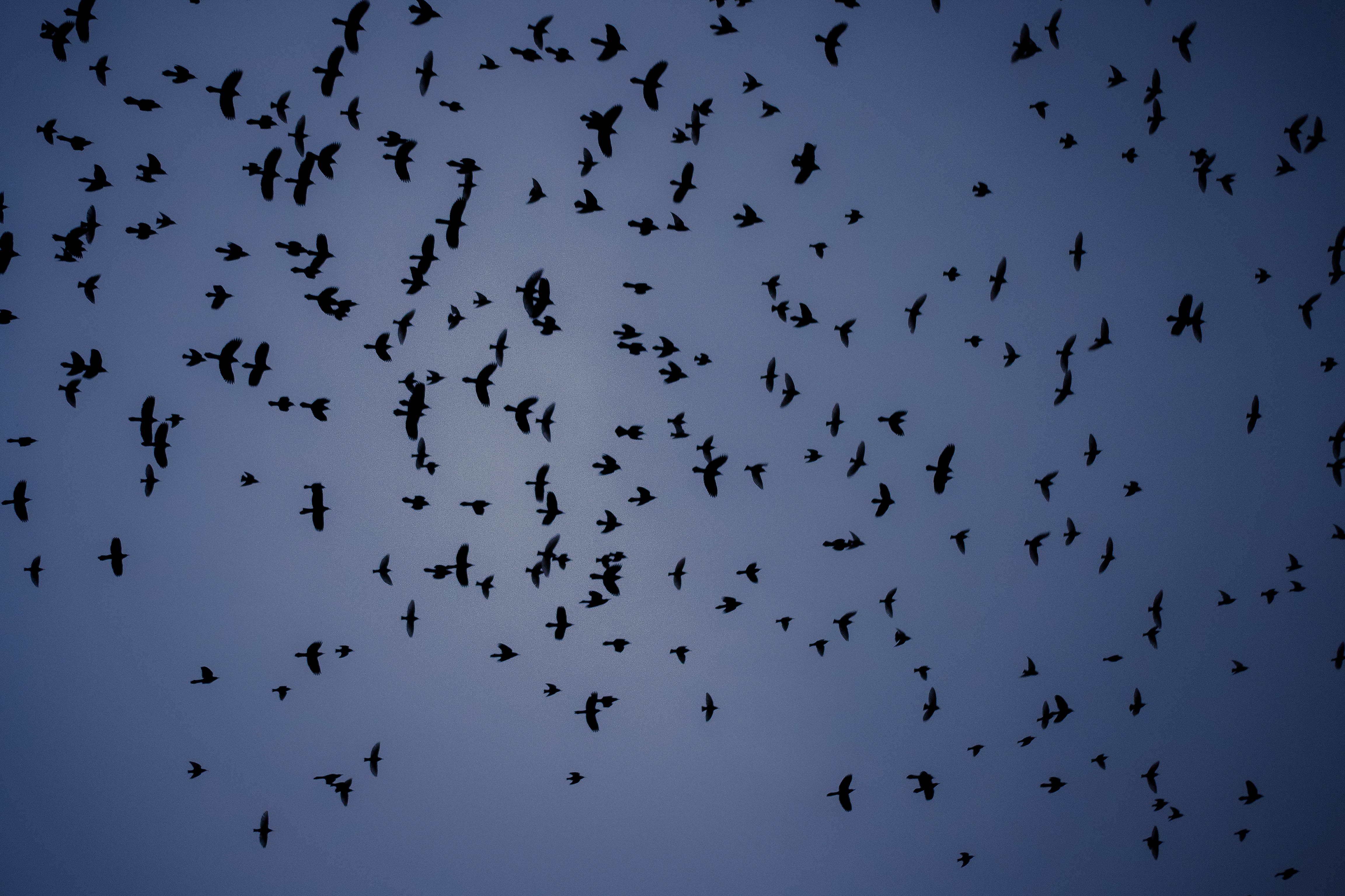 Flying Birds, Animal, Birds, Crow, Fly, HQ Photo