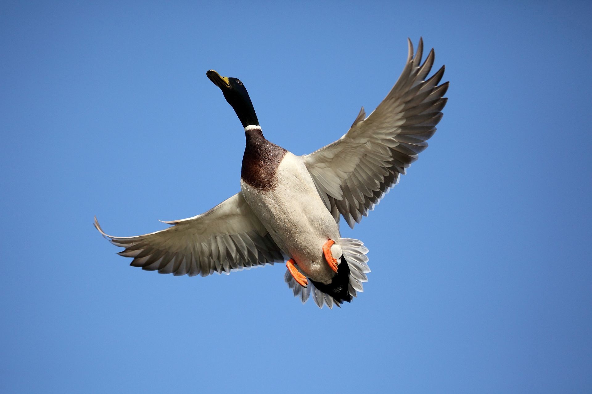Flying Duck in the Sky Wallpapers | HD Wallpapers