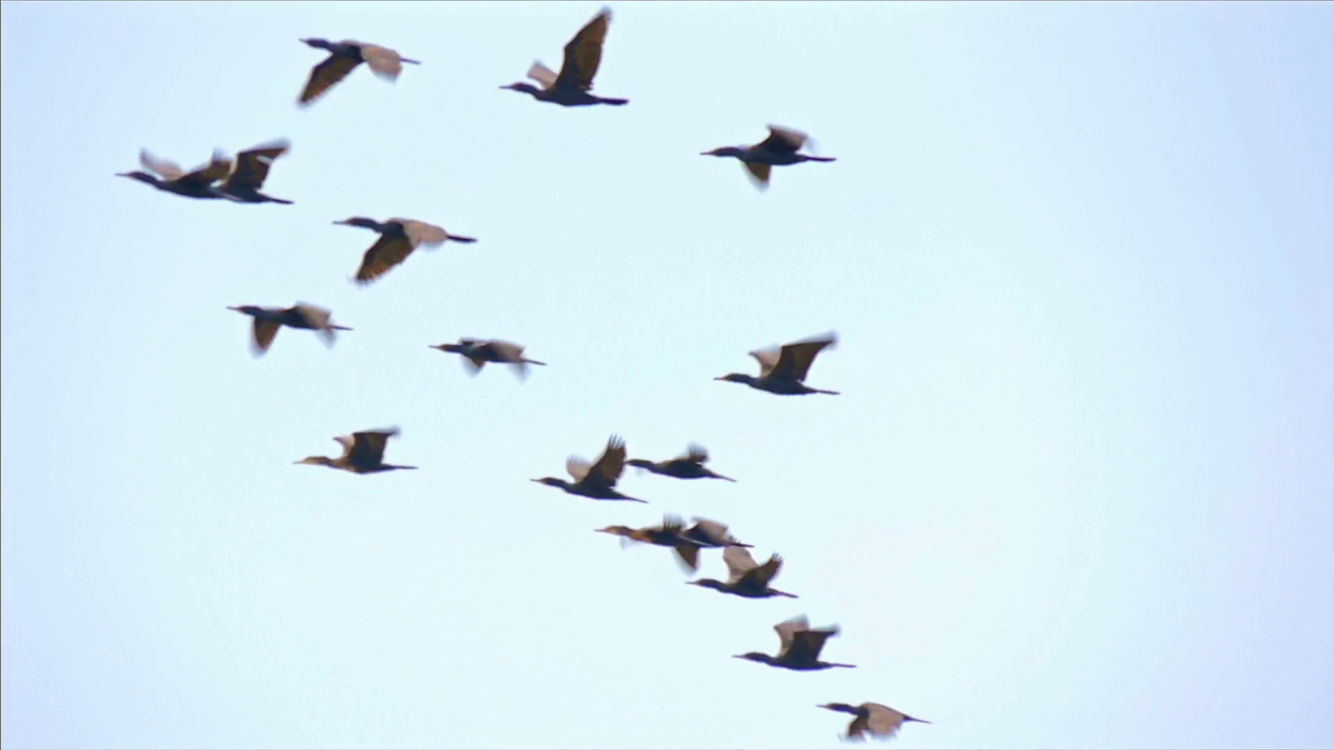 Slow motion video of flying ducks in Sri Lanka wild nature of Yala ...