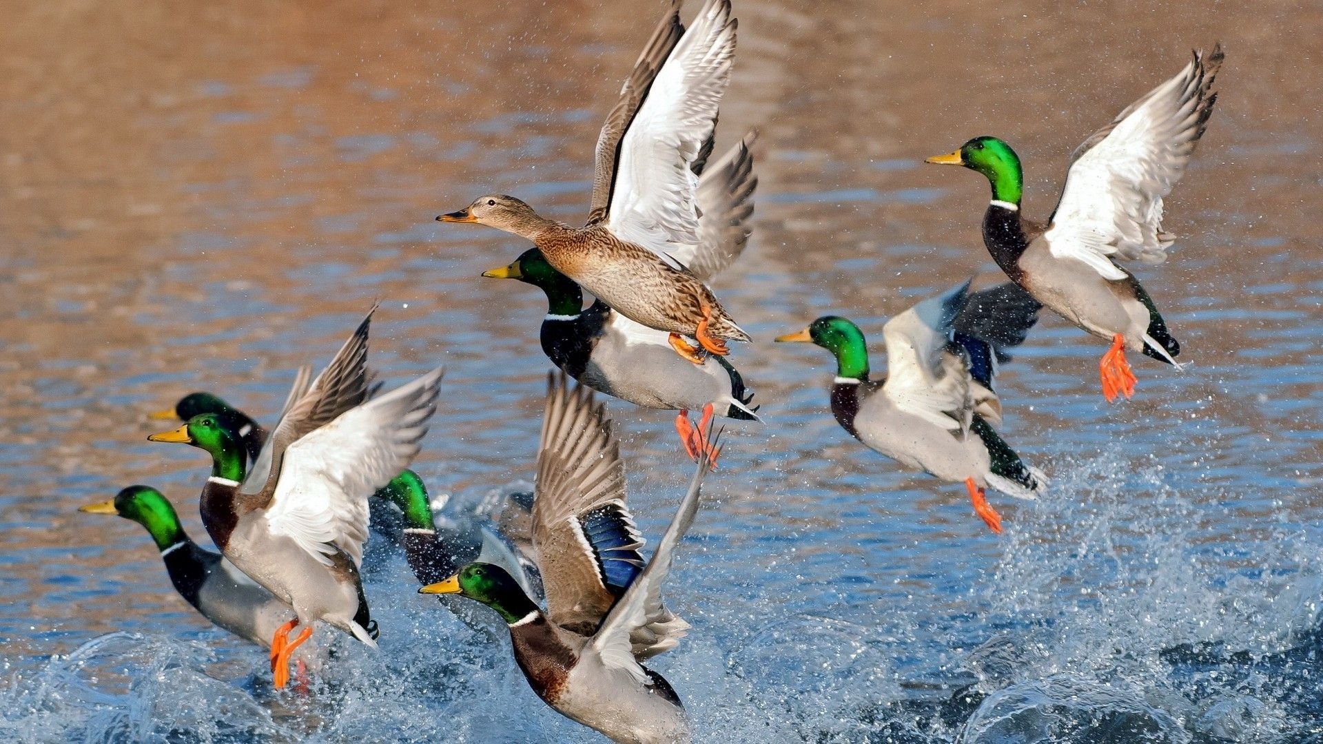 Ducks Flying Over The Water - WallDevil